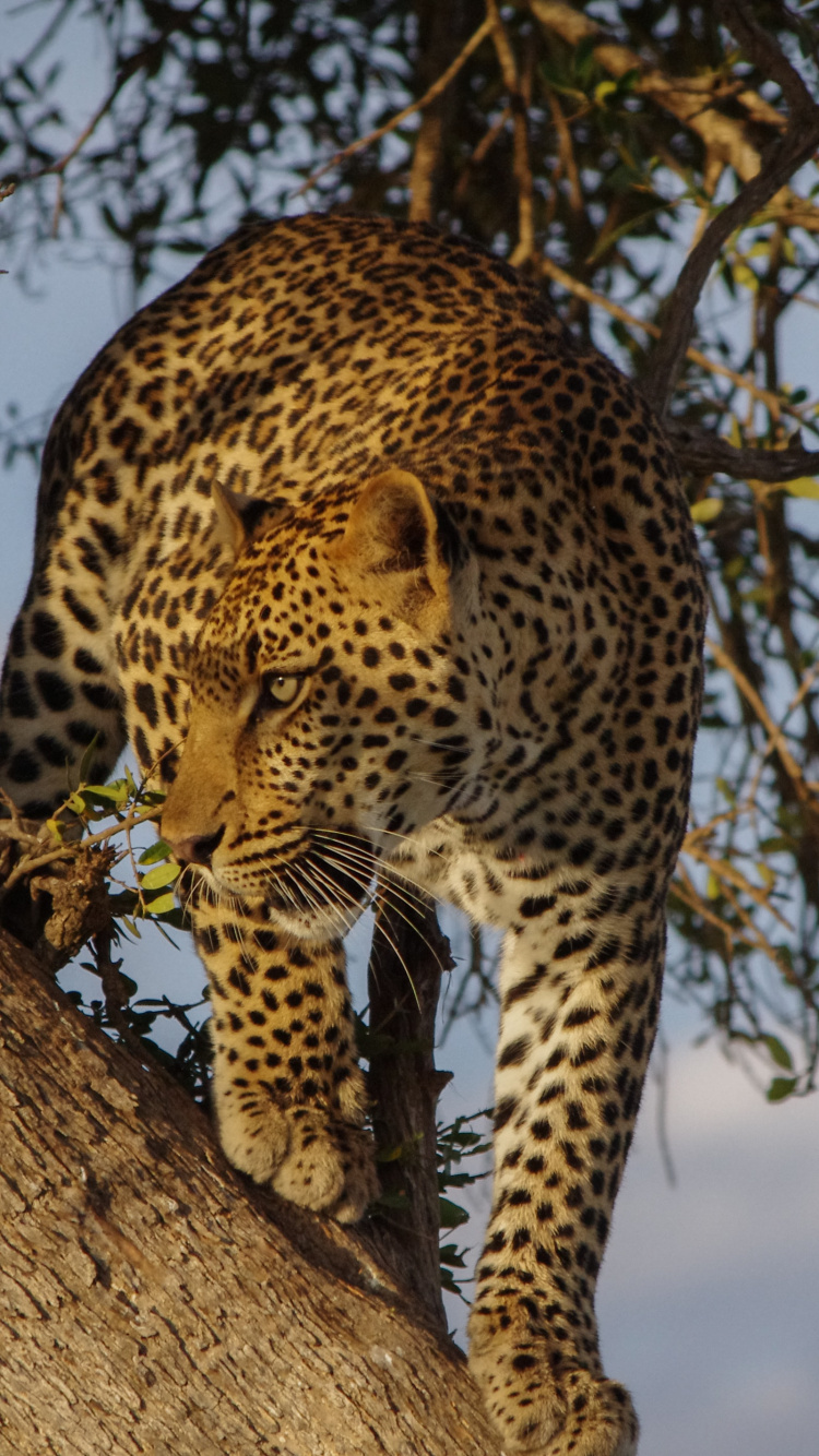 Afrikanische Leoparden, Sabi Sands Wildreservat, Etosha National Park, Lion, Felidae. Wallpaper in 750x1334 Resolution