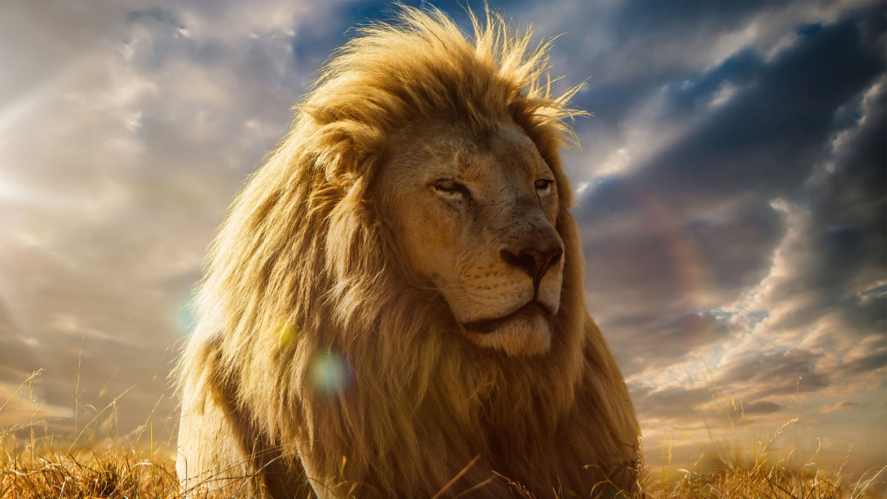 Lion, Nature, Masai Lion, Felidae, Des Gros Chats. Wallpaper in 1280x720 Resolution