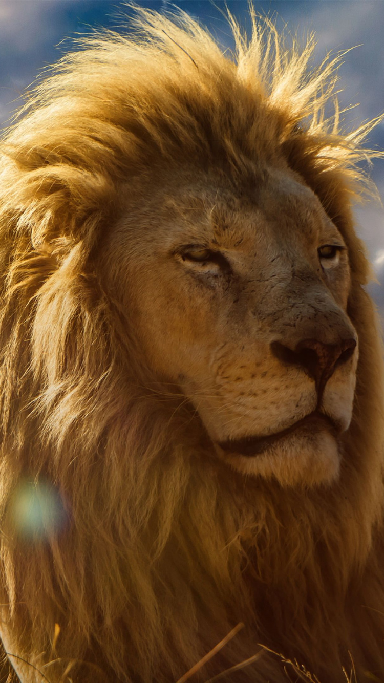 Lion, Nature, Masai Lion, Felidae, Des Gros Chats. Wallpaper in 750x1334 Resolution