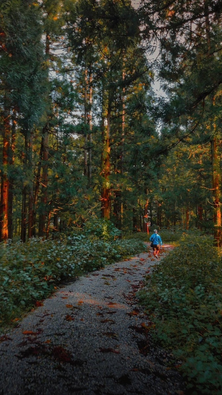 2 Personnes Marchant Sur le Sentier Entre Les Arbres Verts Pendant la Journée. Wallpaper in 720x1280 Resolution