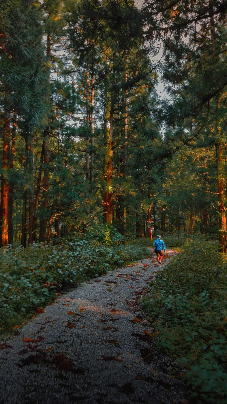 2 Personnes Marchant Sur le Sentier Entre Les Arbres Verts Pendant la Journée. Wallpaper in 750x1334 Resolution