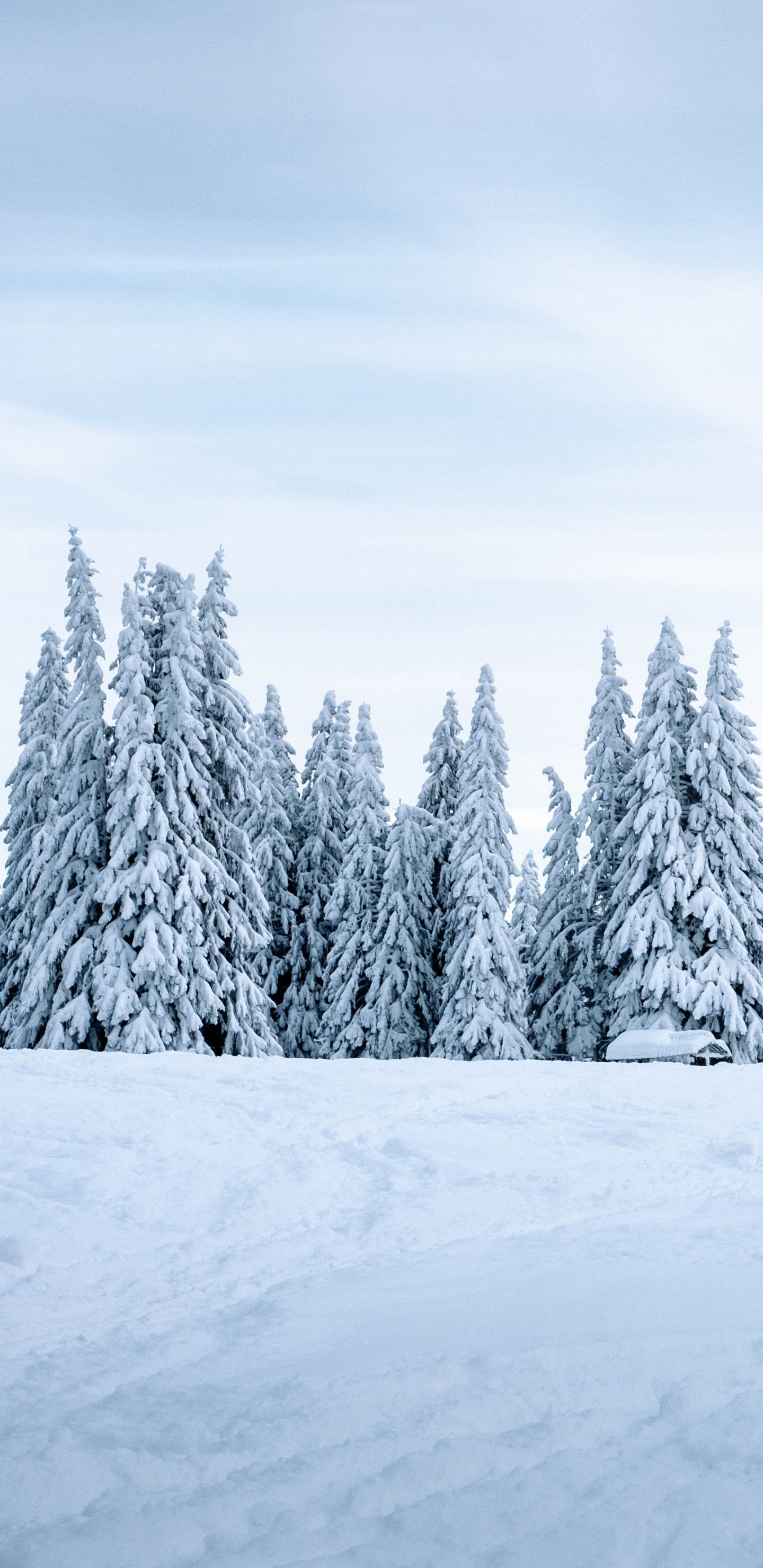 Nieve, Invierno, Naturaleza, Congelación, Entorno Natural. Wallpaper in 1440x2960 Resolution