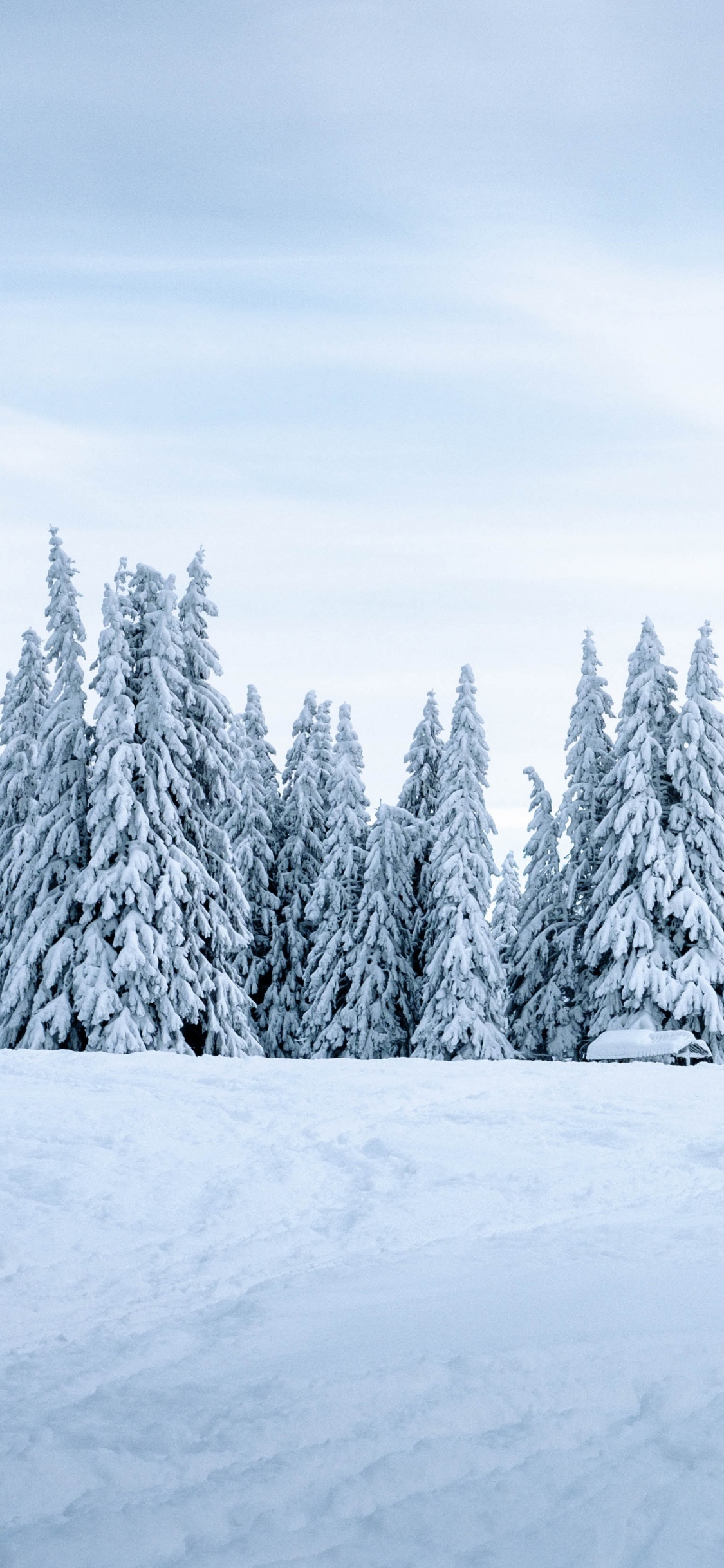 Neige, Hiver, Nature, Congélation, Environnement Naturel. Wallpaper in 1125x2436 Resolution