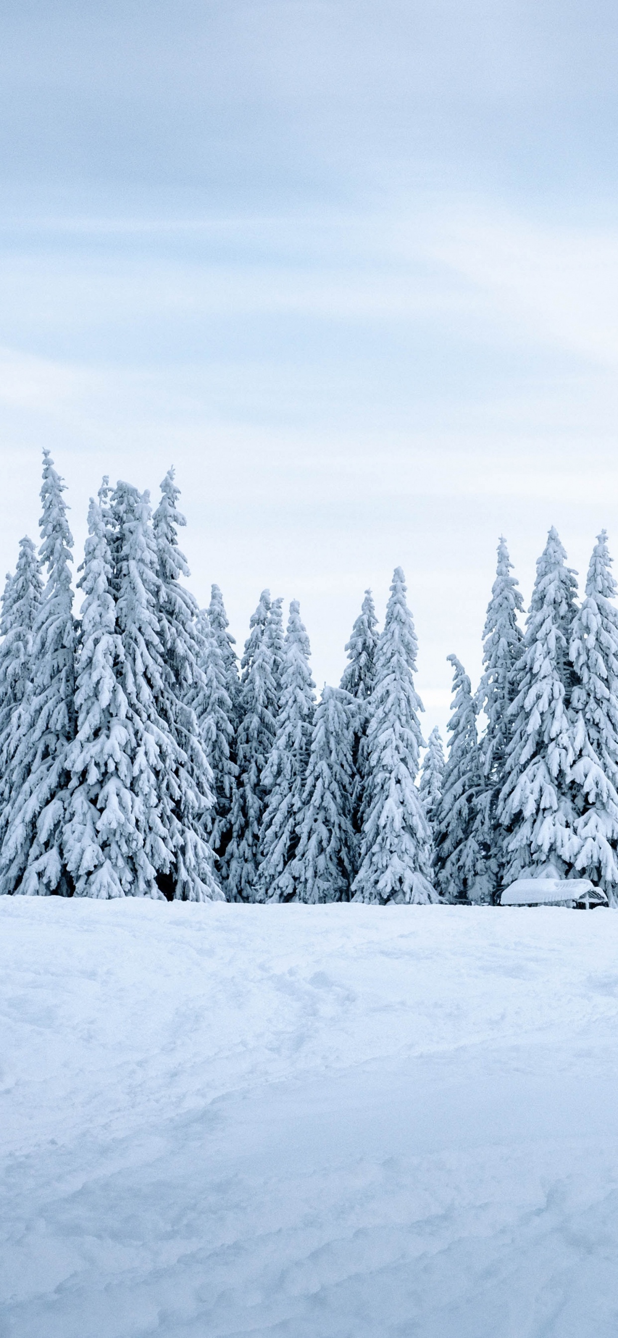 Neige, Hiver, Nature, Congélation, Environnement Naturel. Wallpaper in 1242x2688 Resolution