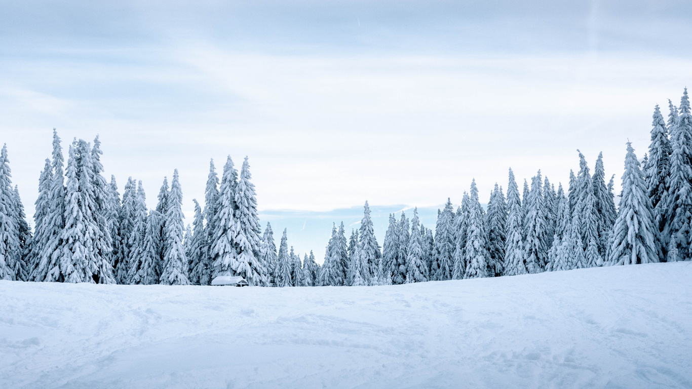 Neige, Hiver, Nature, Congélation, Environnement Naturel. Wallpaper in 1366x768 Resolution