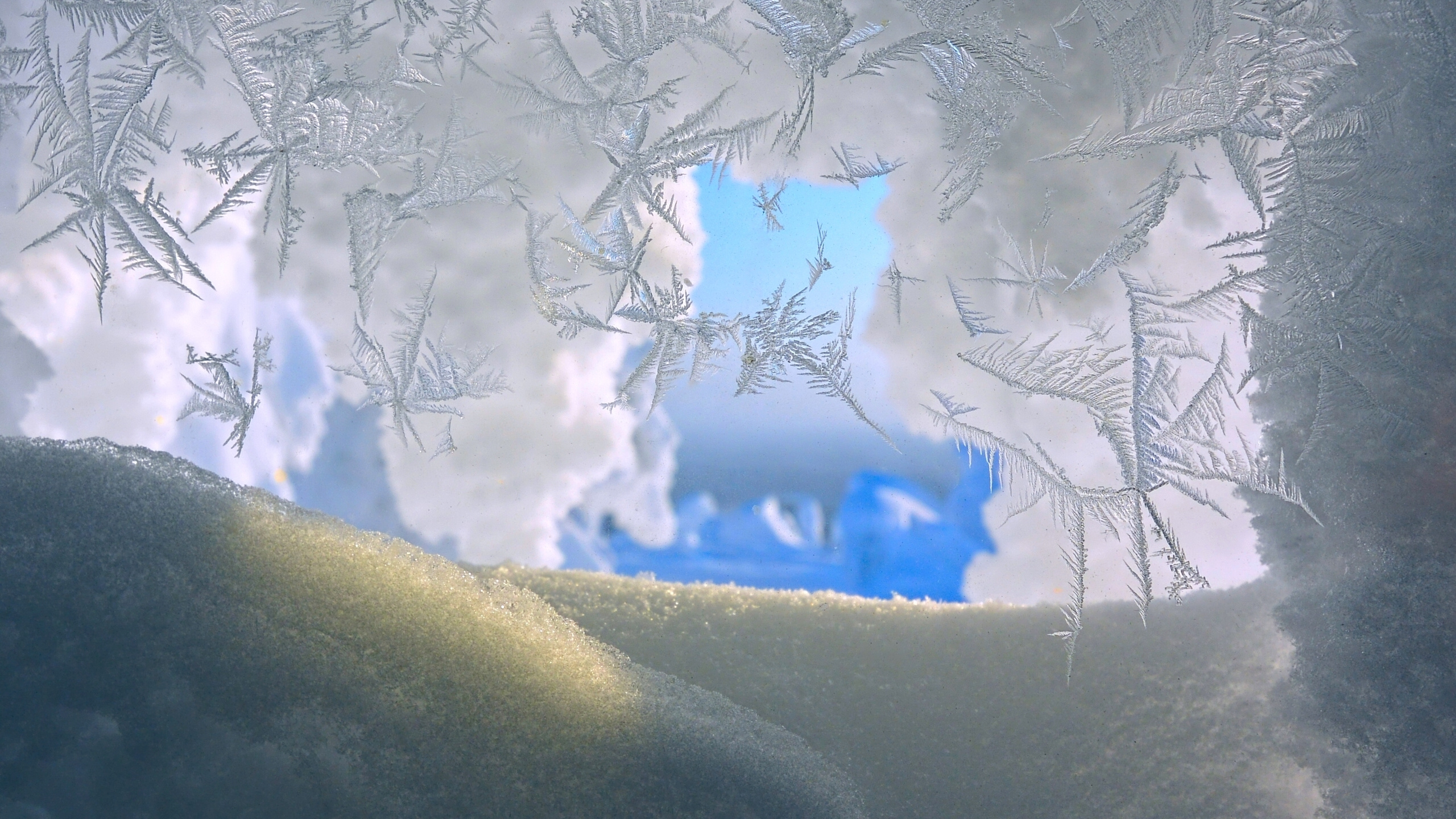 Arbre Couvert de Neige Pendant la Journée. Wallpaper in 2560x1440 Resolution