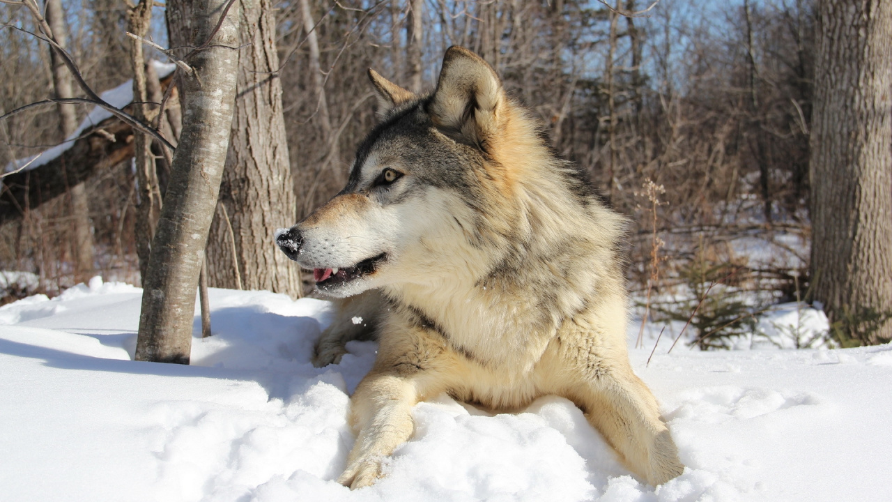 Brown and Black Wolf on Snow Covered Ground During Daytime. Wallpaper in 1280x720 Resolution