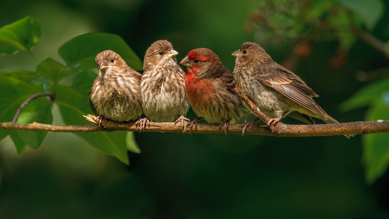 Brauner Und Roter Vogel Auf Ast. Wallpaper in 1280x720 Resolution