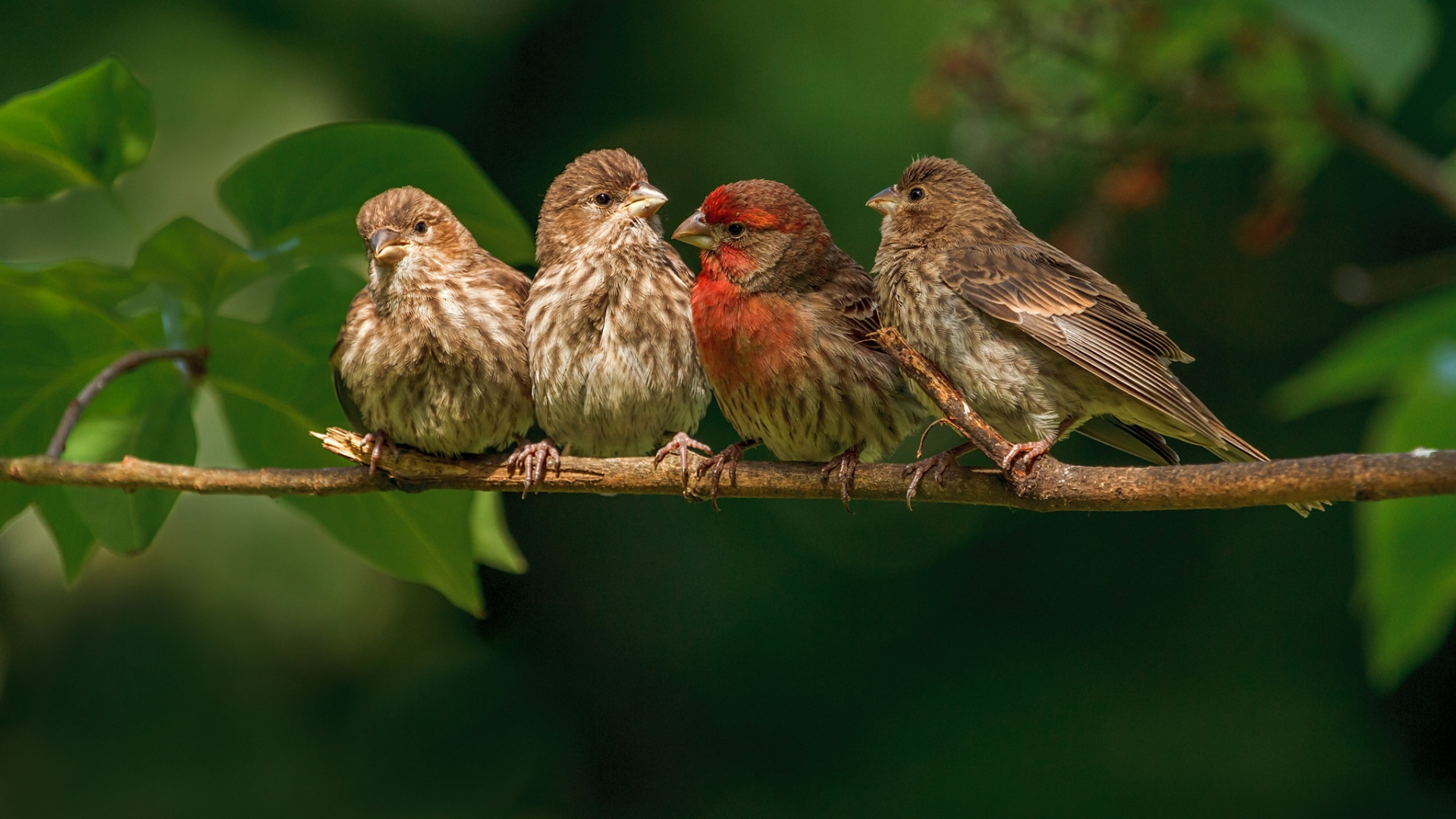 Brauner Und Roter Vogel Auf Ast. Wallpaper in 1920x1080 Resolution