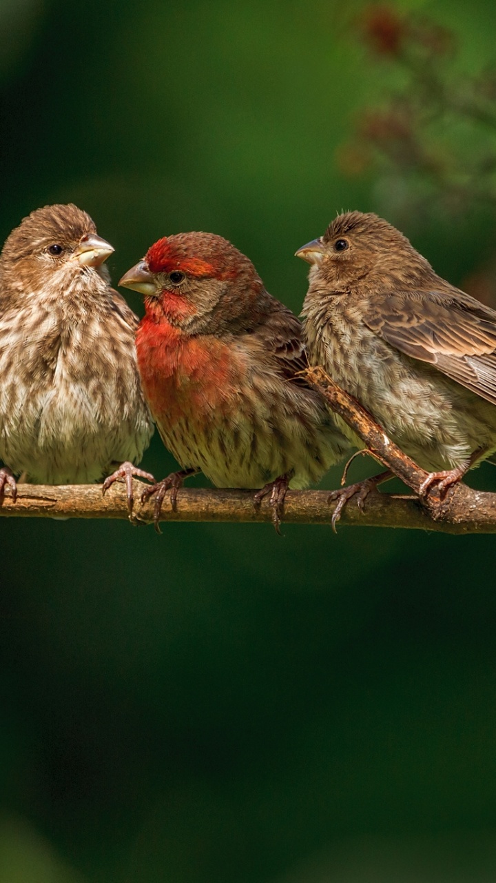 Brauner Und Roter Vogel Auf Ast. Wallpaper in 720x1280 Resolution