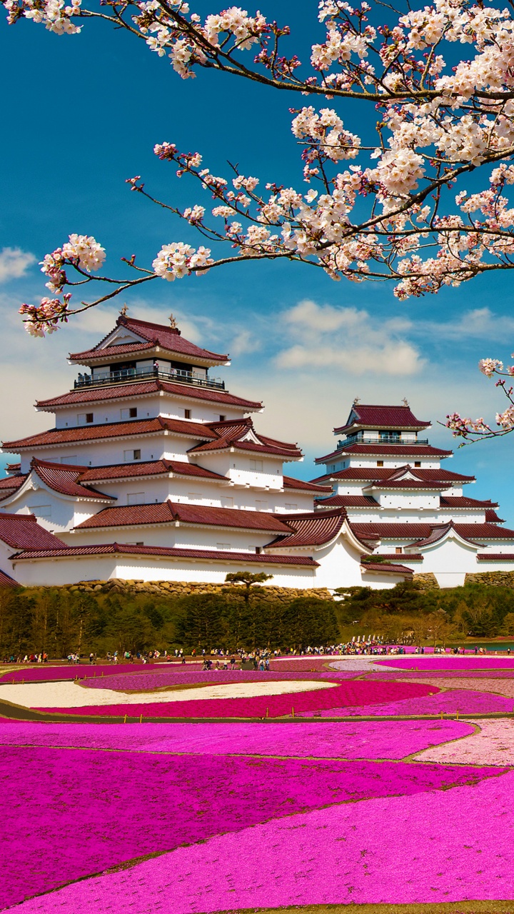 富士山, 樱花, 弹簧, 开花, 旅游景点 壁纸 720x1280 允许