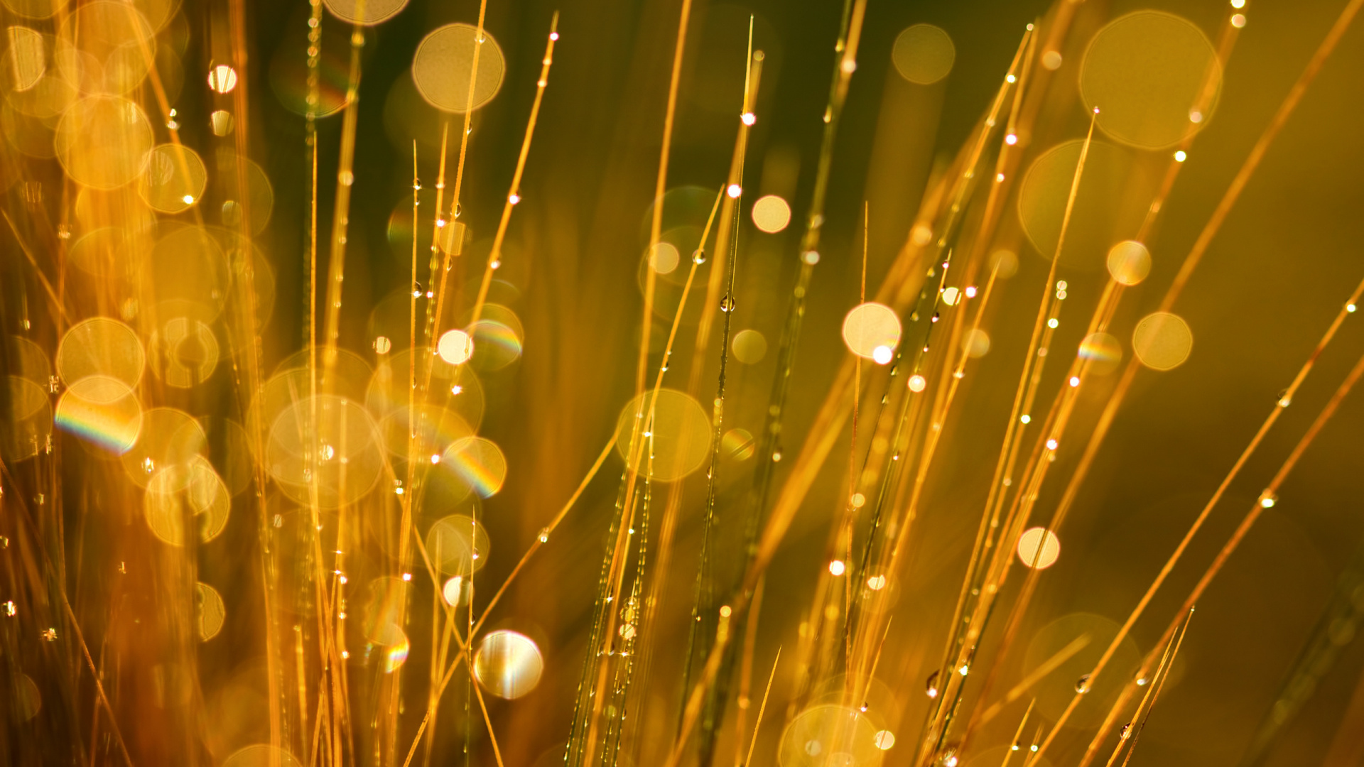 Water Droplets on Brown Grass During Daytime. Wallpaper in 1920x1080 Resolution