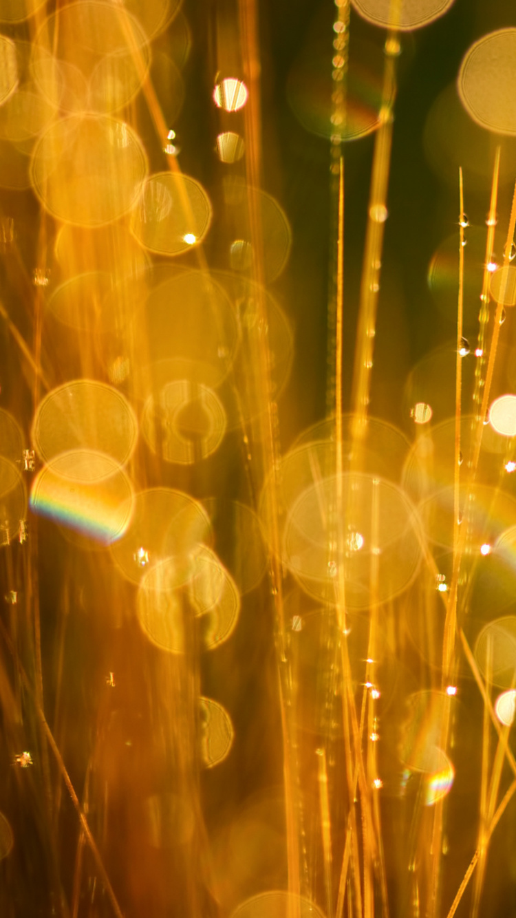 Water Droplets on Brown Grass During Daytime. Wallpaper in 750x1334 Resolution