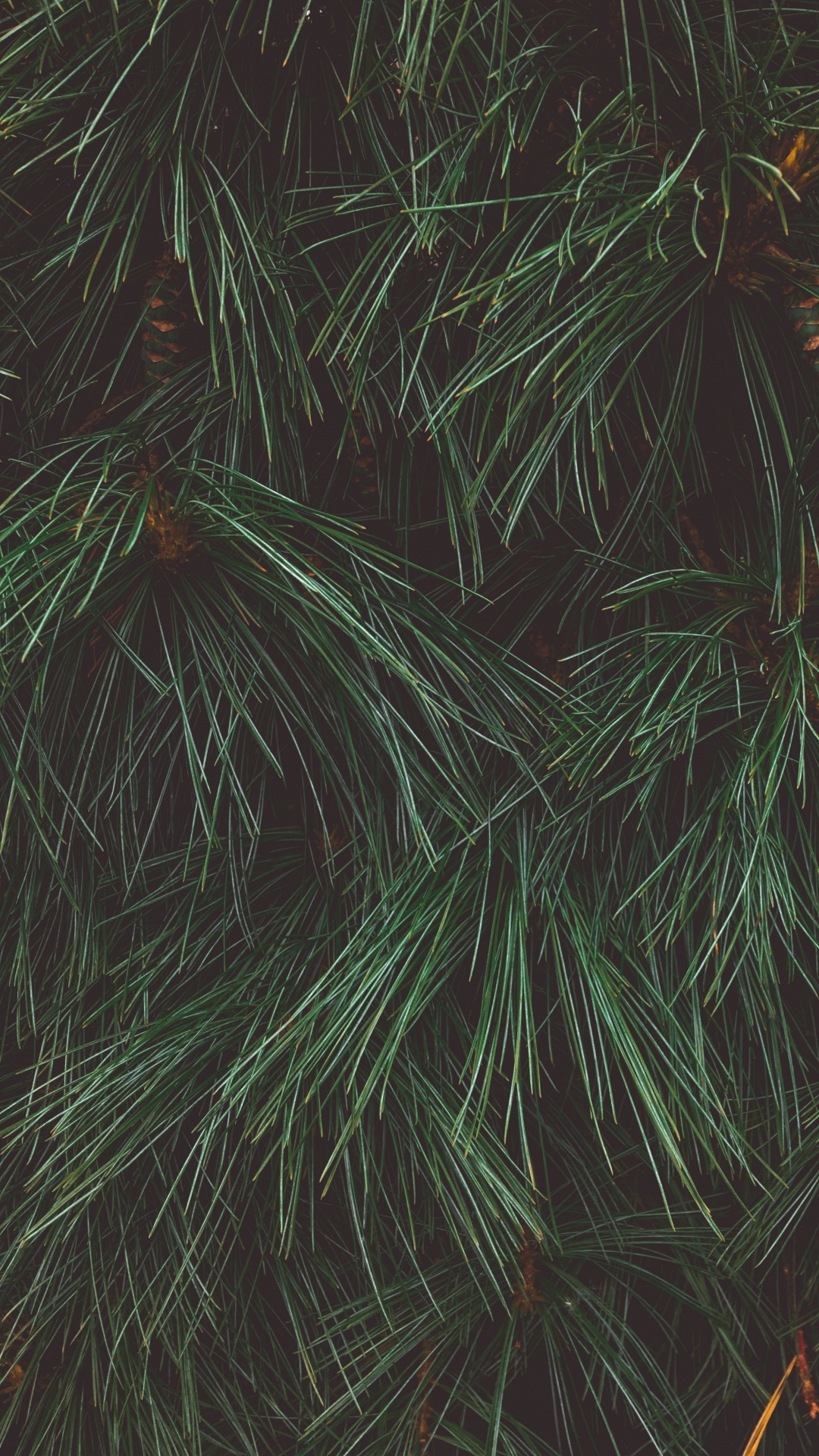 Green and Brown Plant Leaves. Wallpaper in 1080x1920 Resolution