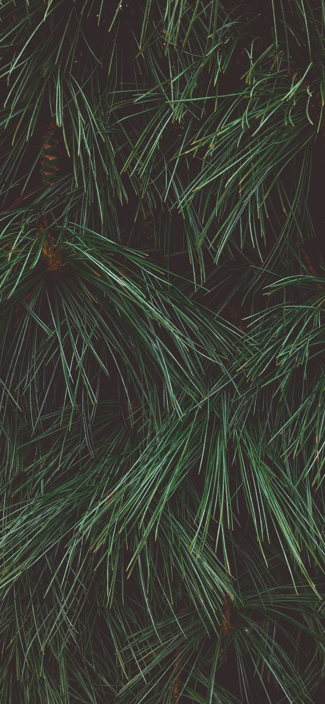 Green and Brown Plant Leaves. Wallpaper in 1125x2436 Resolution