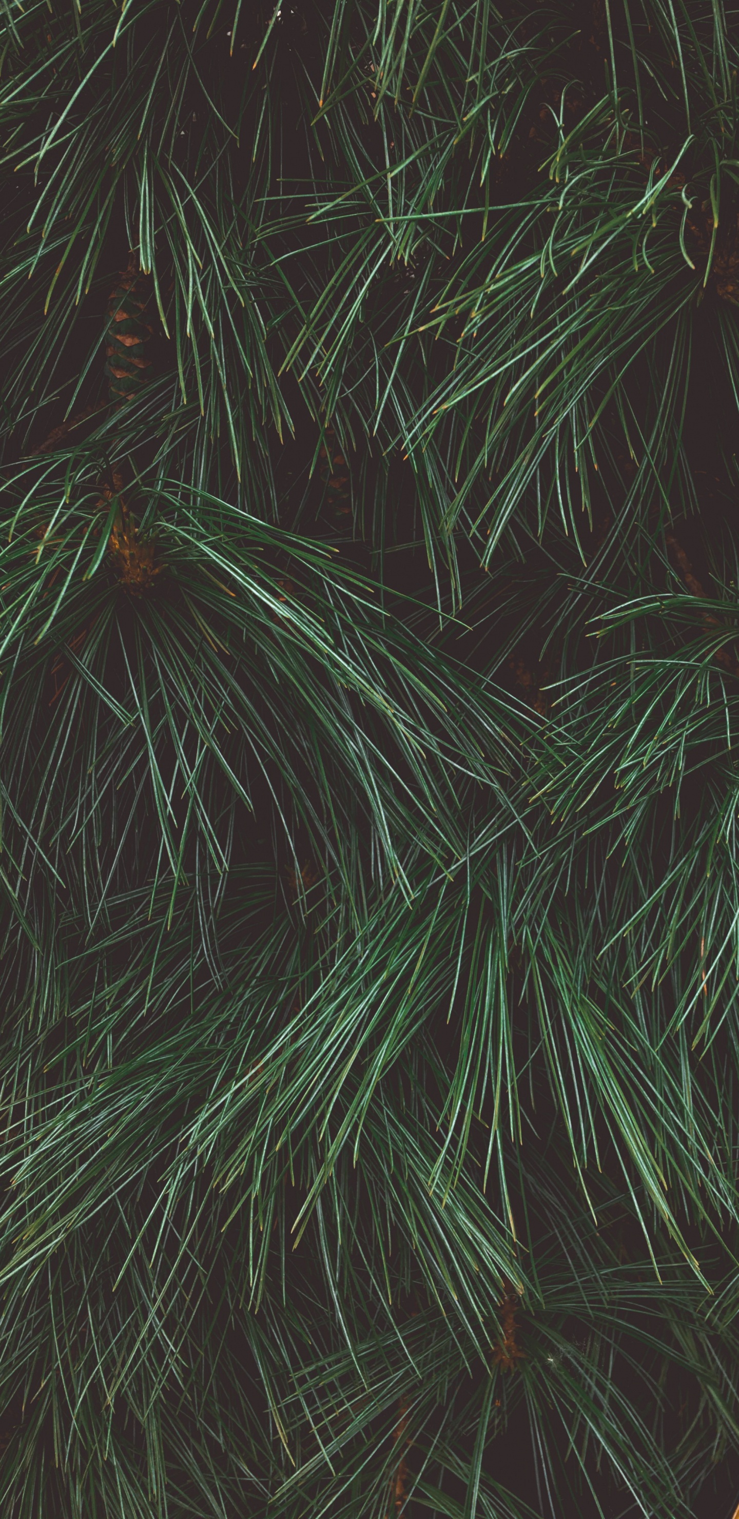 Green and Brown Plant Leaves. Wallpaper in 1440x2960 Resolution