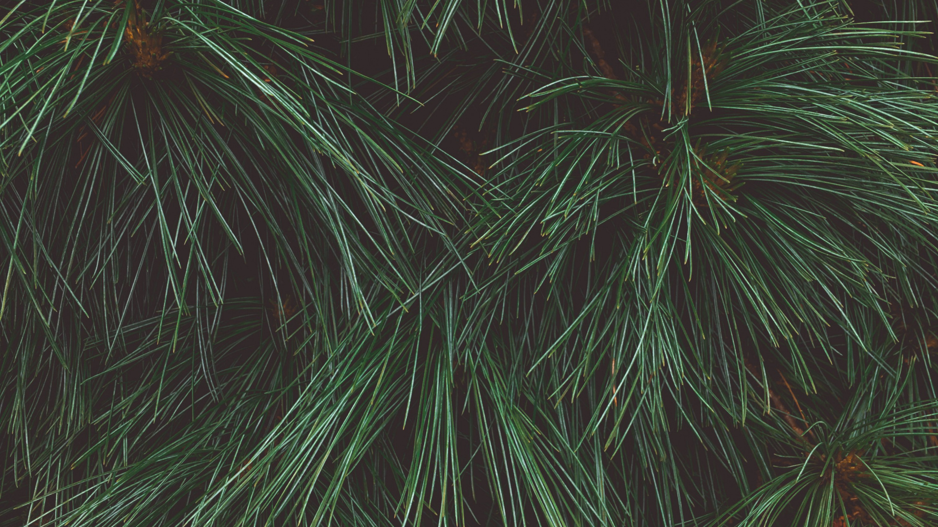 Green and Brown Plant Leaves. Wallpaper in 1920x1080 Resolution
