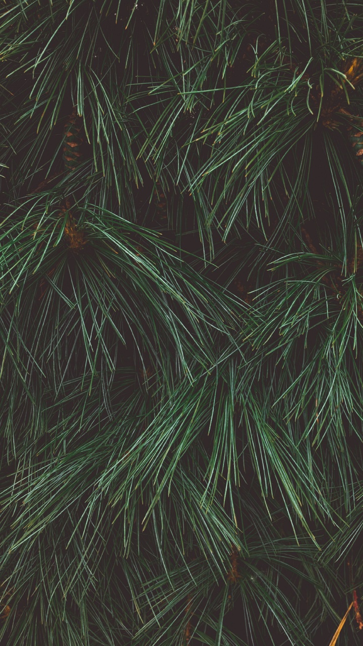 Green and Brown Plant Leaves. Wallpaper in 720x1280 Resolution