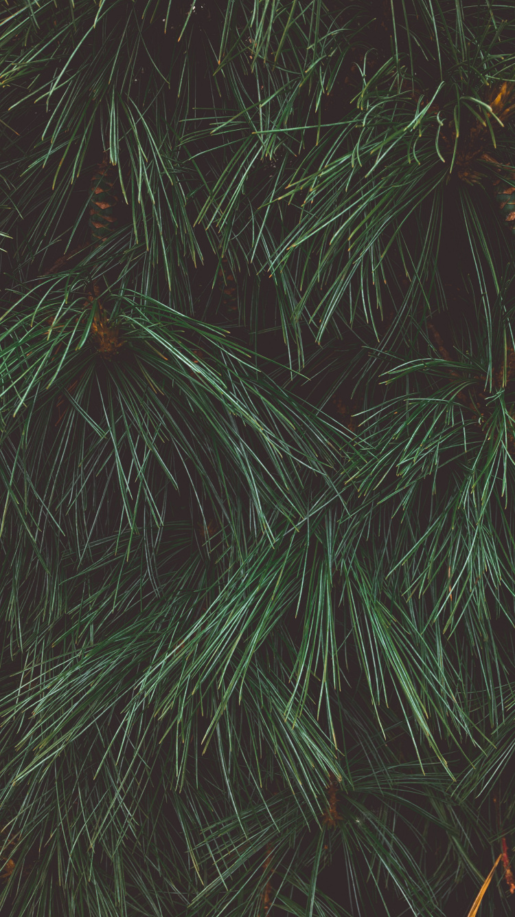 Green and Brown Plant Leaves. Wallpaper in 750x1334 Resolution