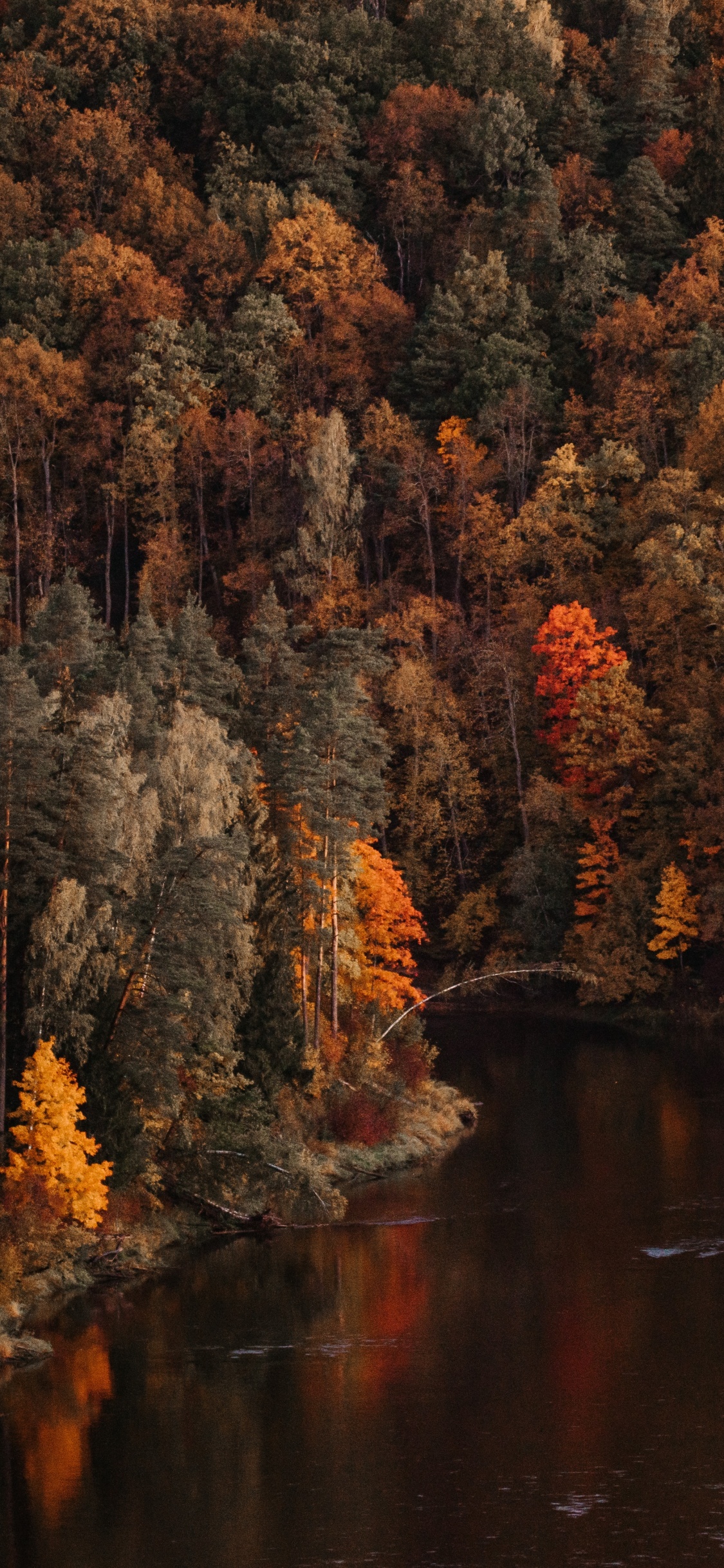 Baum, Reflexion, Natur, Blatt, Herbst. Wallpaper in 1125x2436 Resolution