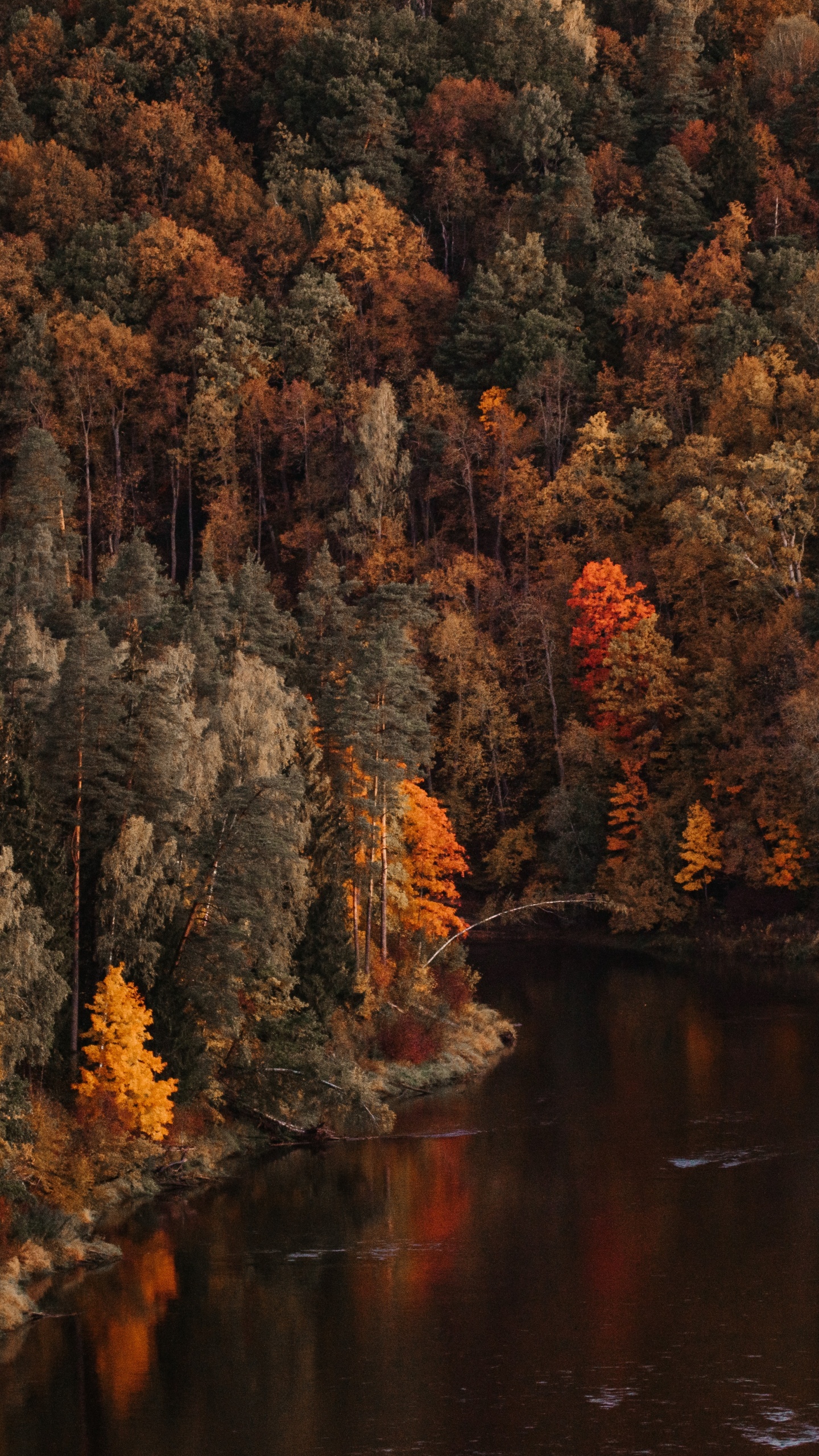 Baum, Reflexion, Natur, Blatt, Herbst. Wallpaper in 1440x2560 Resolution