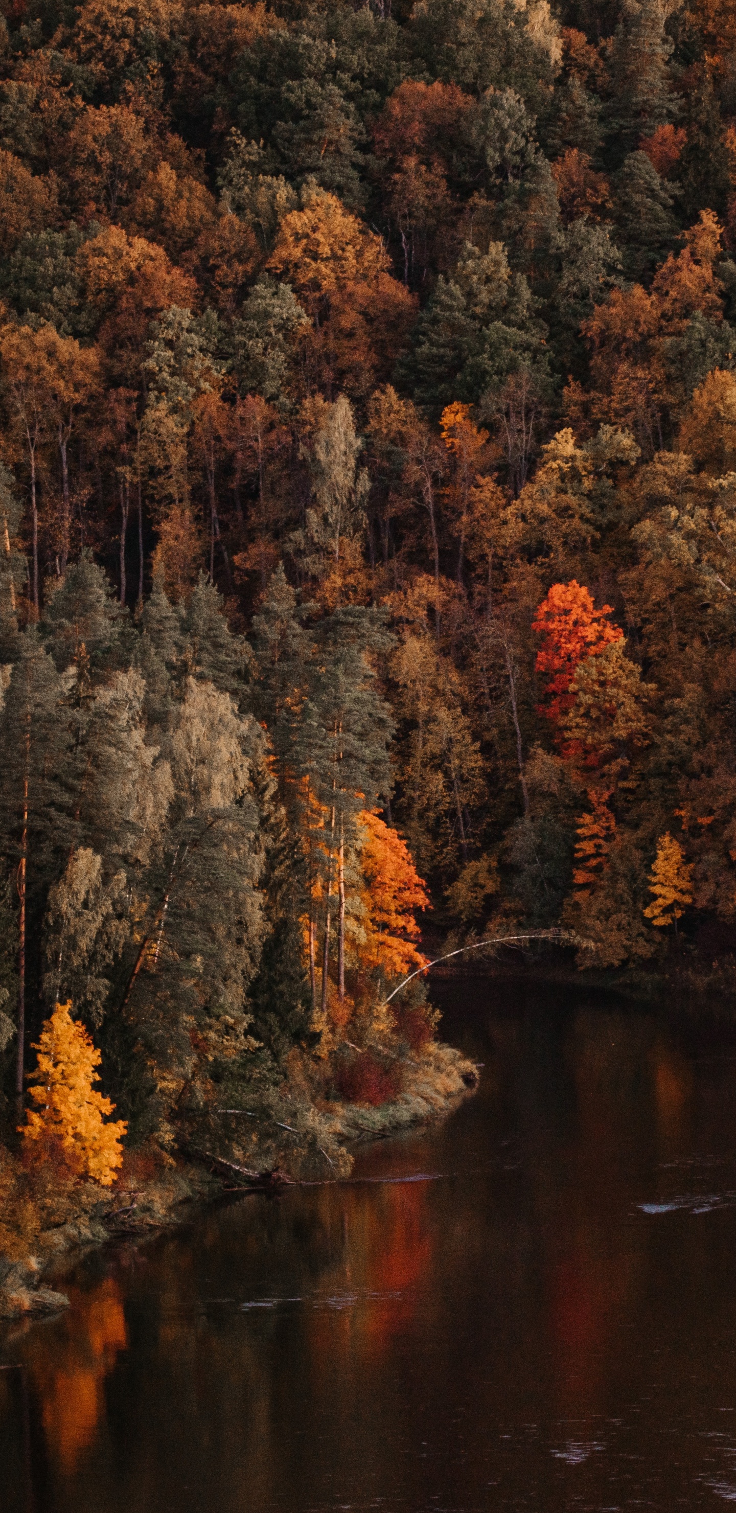 Baum, Reflexion, Natur, Blatt, Herbst. Wallpaper in 1440x2960 Resolution