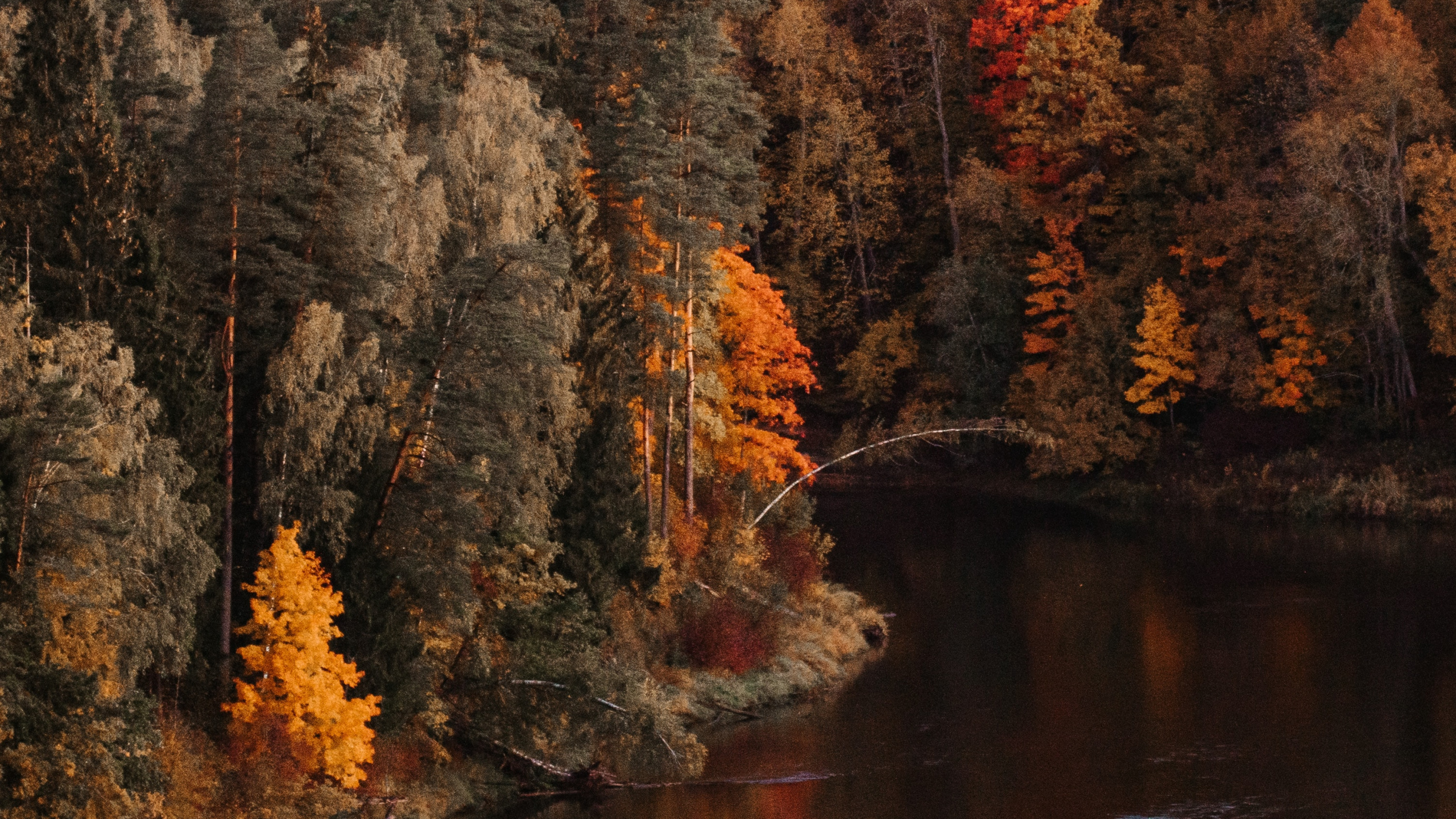 Baum, Reflexion, Natur, Blatt, Herbst. Wallpaper in 2560x1440 Resolution