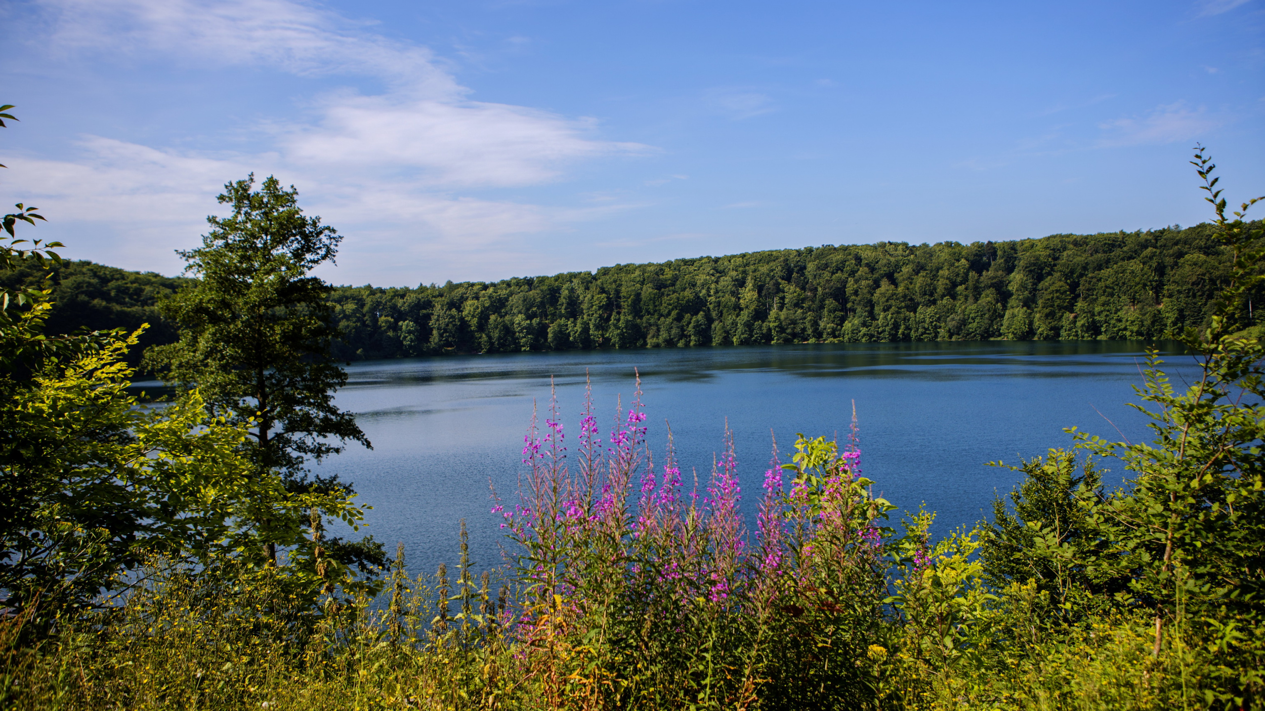 Green Trees Beside Lake Under Blue Sky During Daytime. Wallpaper in 2560x1440 Resolution