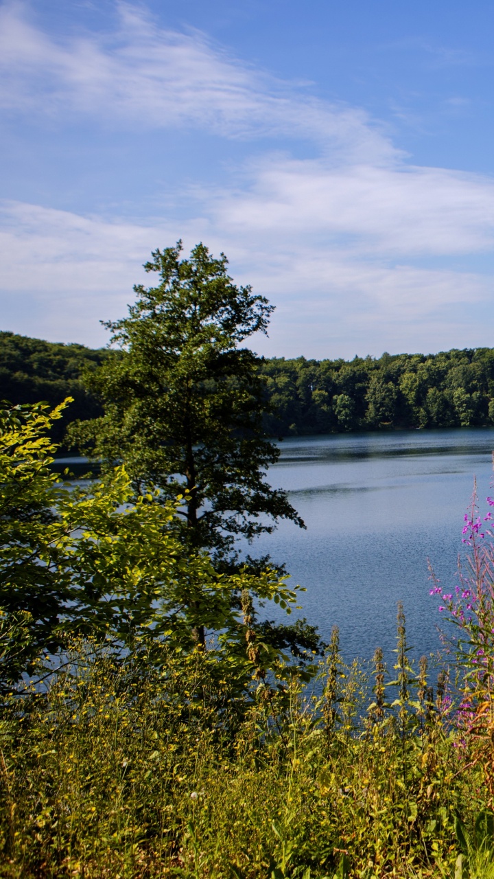 Green Trees Beside Lake Under Blue Sky During Daytime. Wallpaper in 720x1280 Resolution