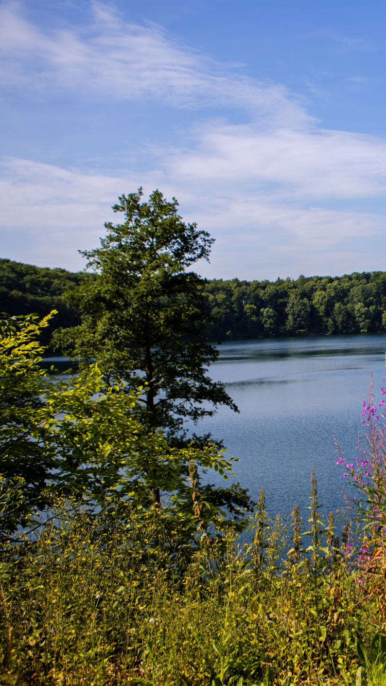 Green Trees Beside Lake Under Blue Sky During Daytime. Wallpaper in 750x1334 Resolution