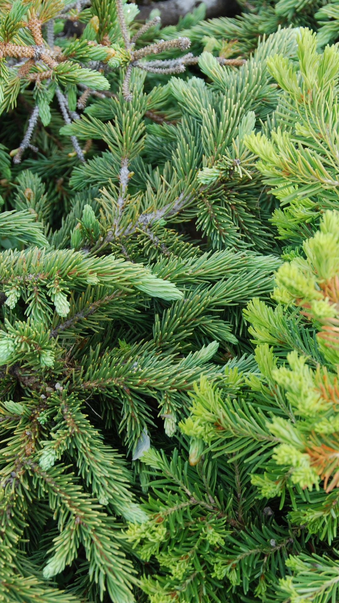 植被, 针叶树, 云杉, Fir, Evergreen 壁纸 1080x1920 允许