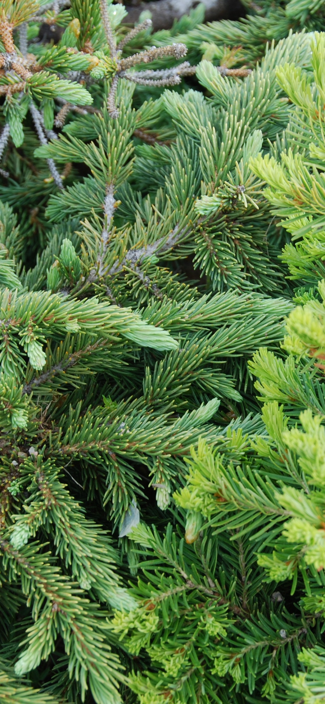 植被, 针叶树, 云杉, Fir, Evergreen 壁纸 1125x2436 允许