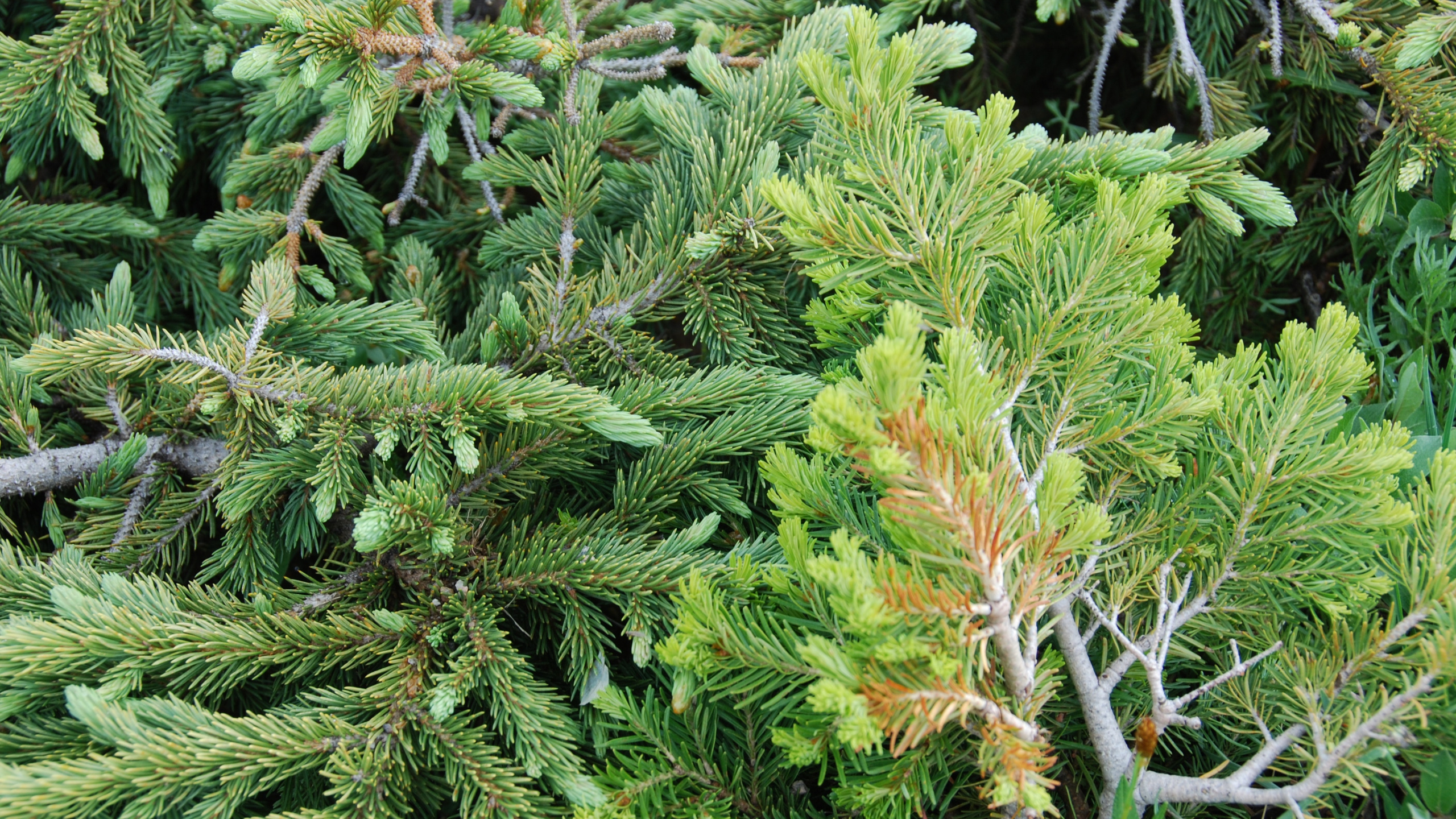 植被, 针叶树, 云杉, Fir, Evergreen 壁纸 2560x1440 允许