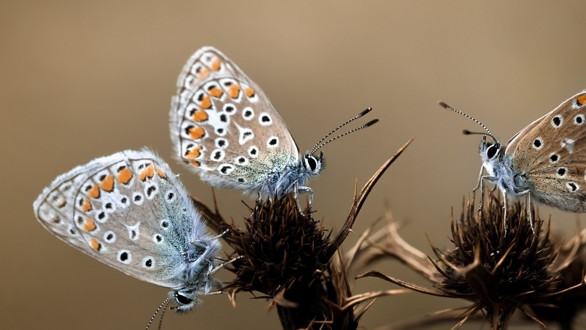 Brown and Black Butterfly Perched on Purple Flower in Close up Photography During Daytime. Wallpaper in 1920x1080 Resolution