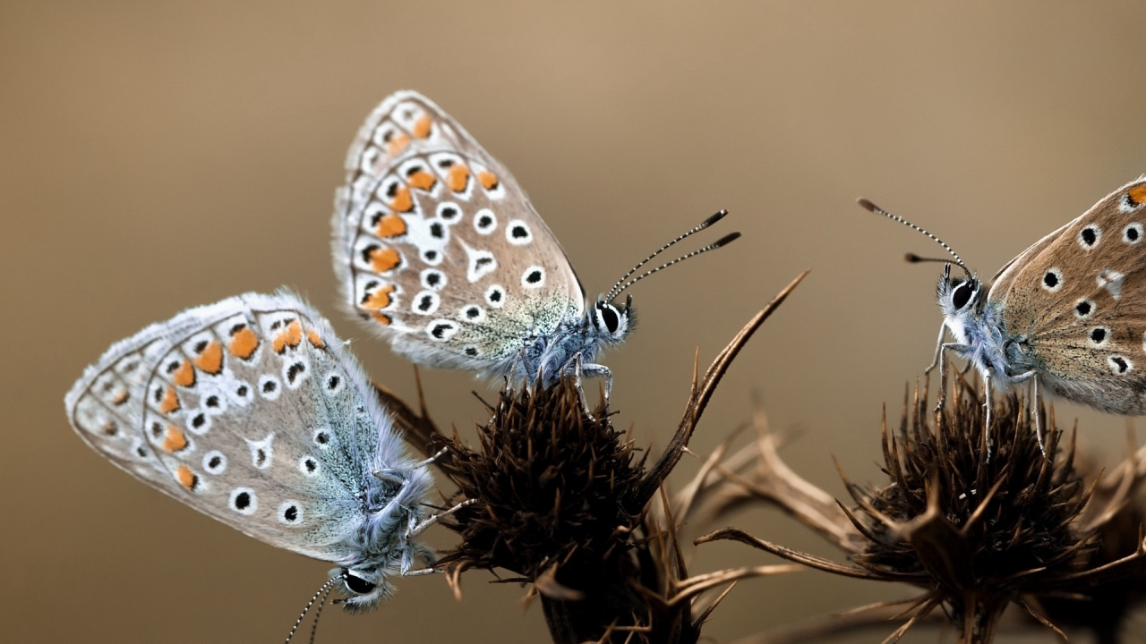 Mariposa Marrón y Negra Posada Sobre Flor Violeta en Fotografía de Cerca Durante el Día. Wallpaper in 1280x720 Resolution