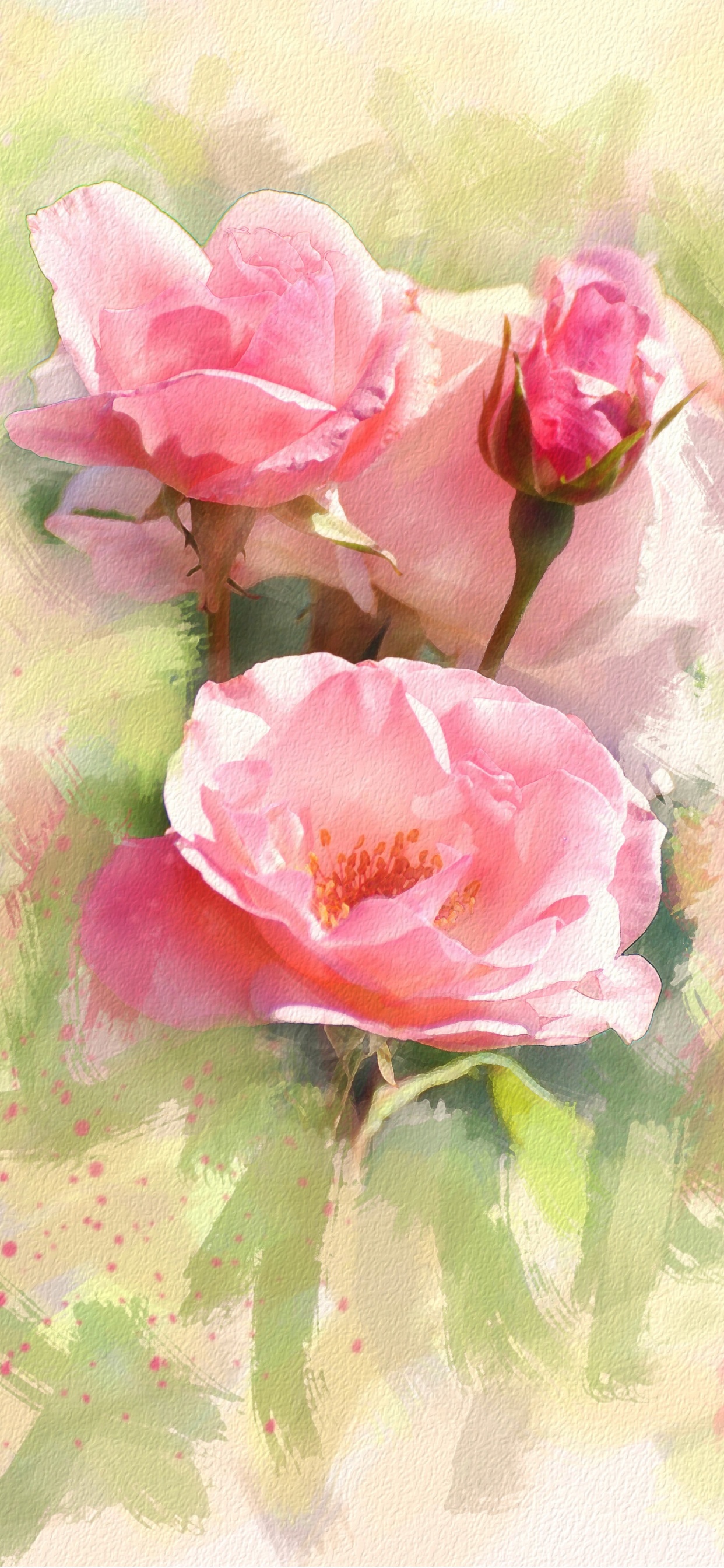 水彩画, 绘画, 玫瑰花园, 粉红色, 罗莎千叶 壁纸 1242x2688 允许