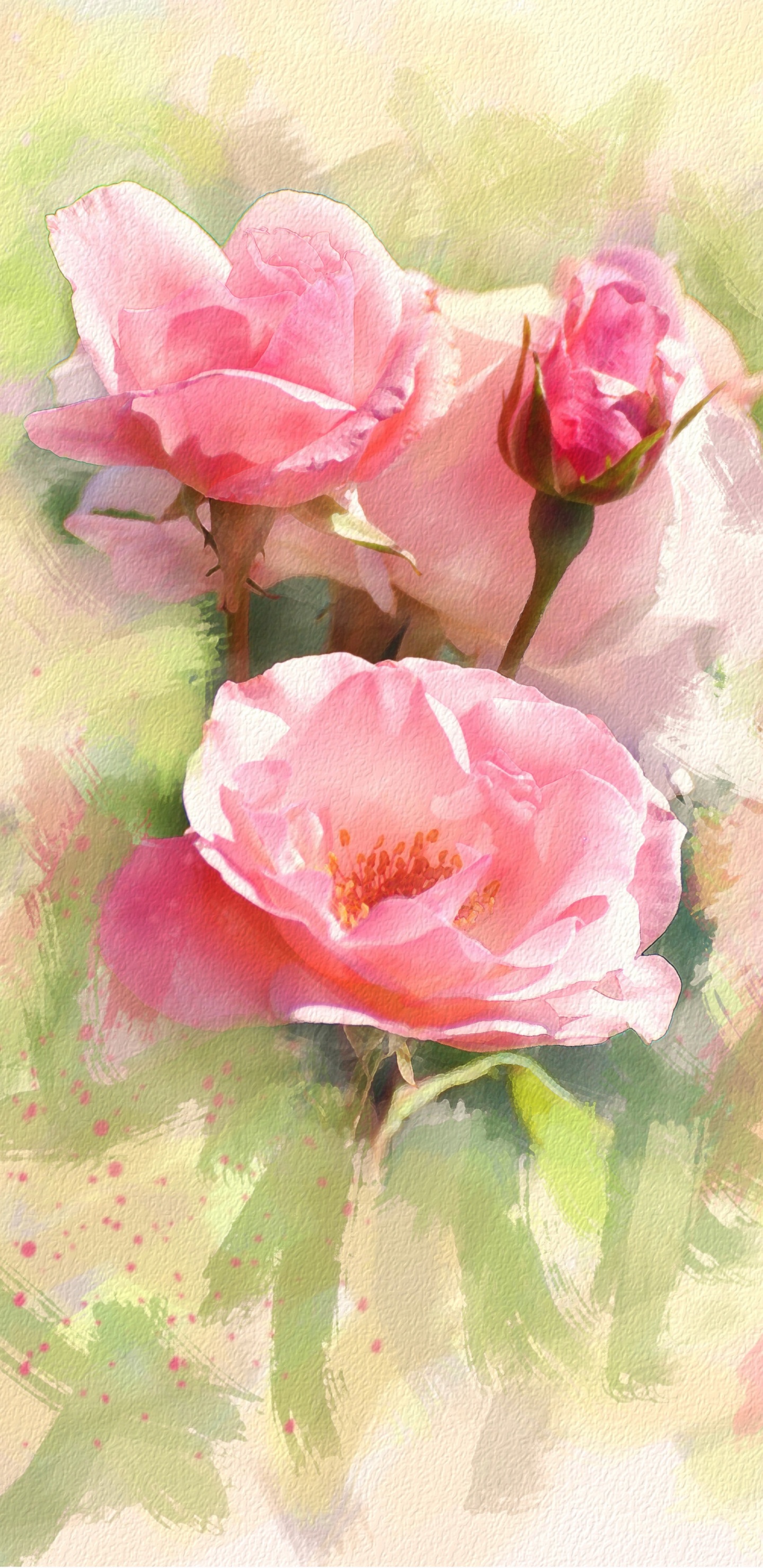 Rosa Rosa Con Gotas de Agua. Wallpaper in 1440x2960 Resolution