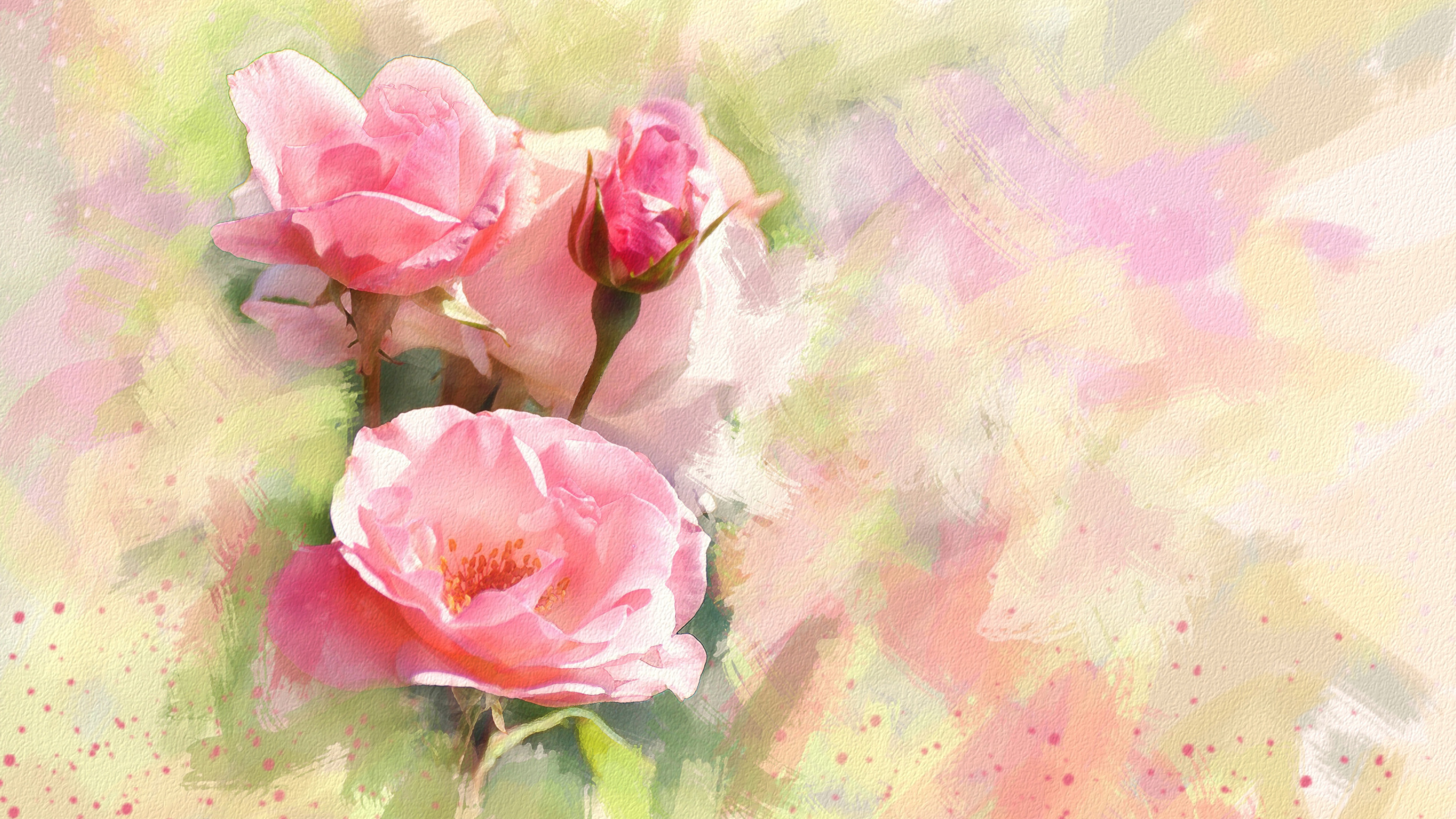 Pink Rose With Water Droplets. Wallpaper in 2560x1440 Resolution