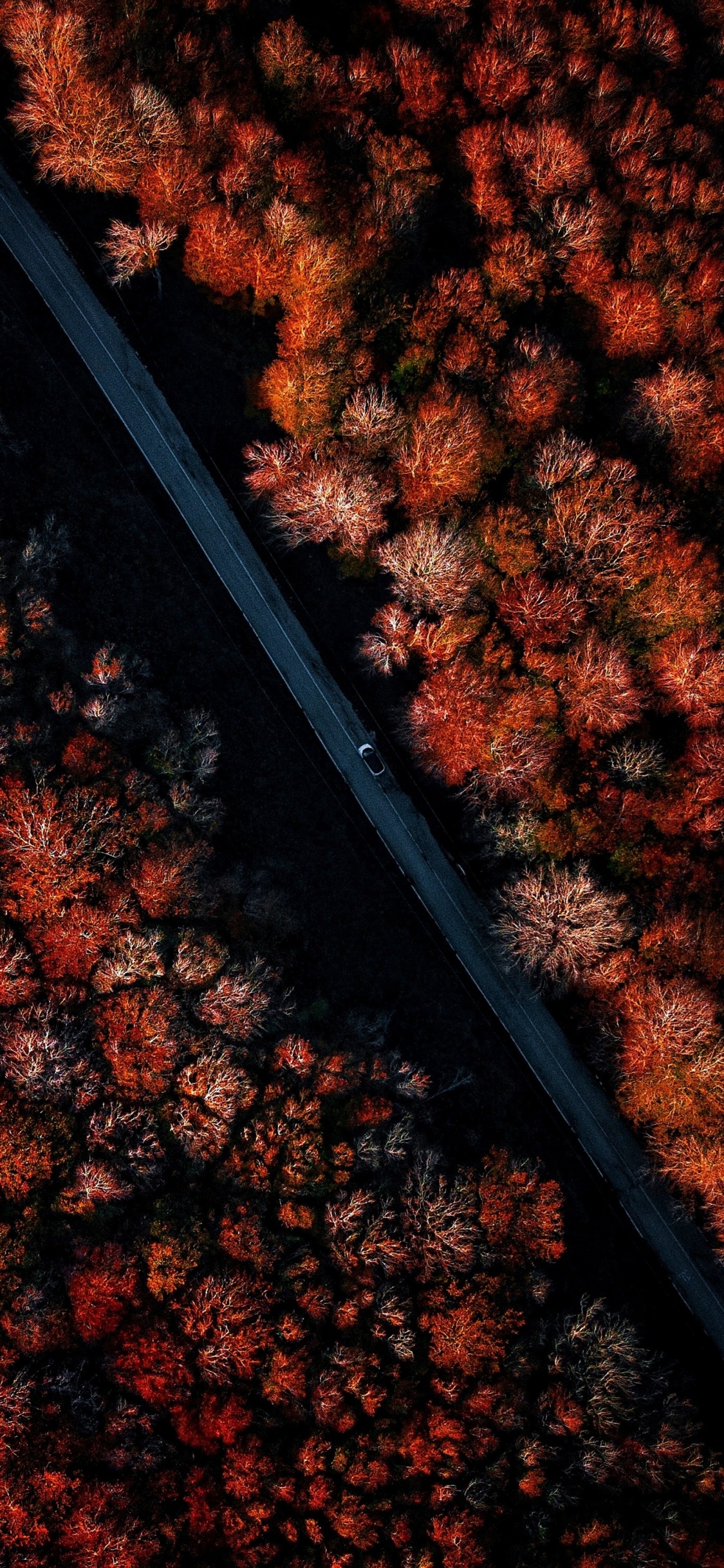 木, 唱, 棕色, 树枝, 橙色 壁纸 1125x2436 允许