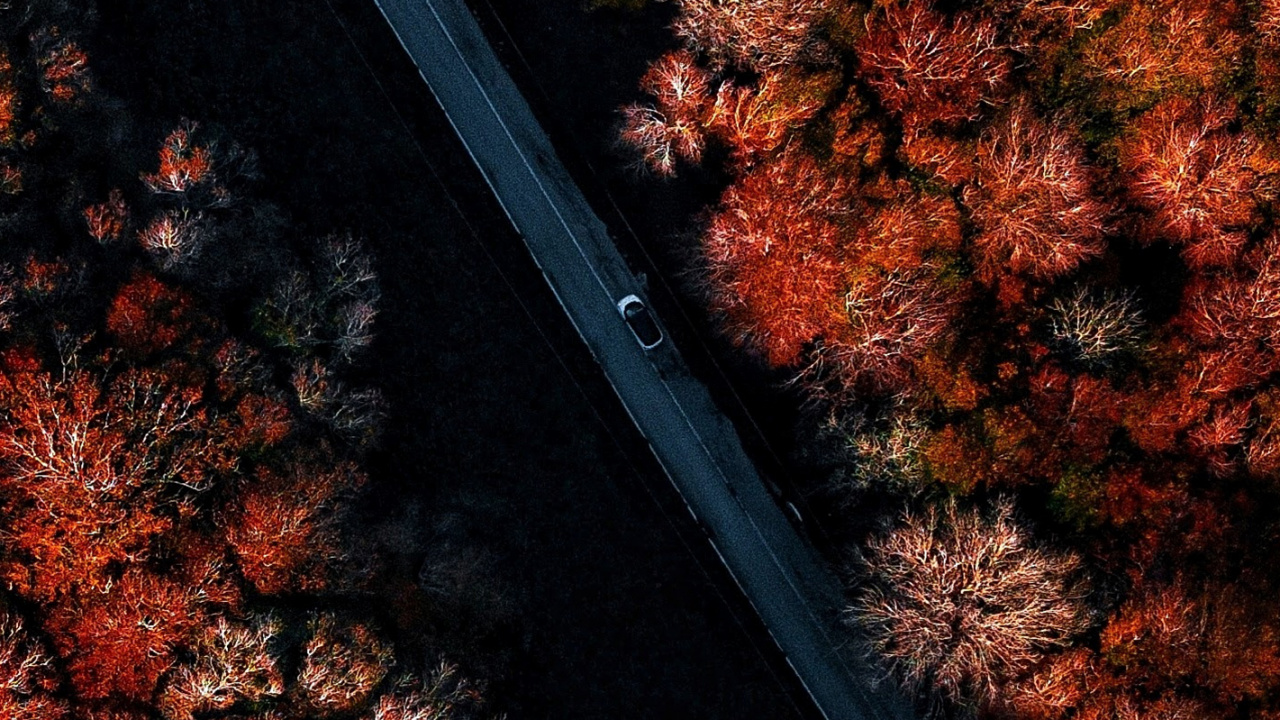 木, 唱, 棕色, 树枝, 橙色 壁纸 1280x720 允许