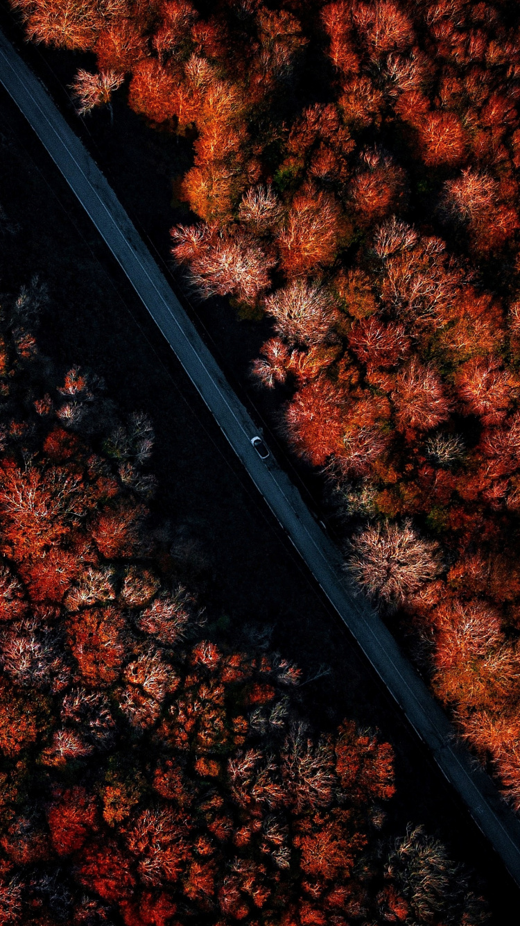 Wood, Huckleberry Hound, Quick Draw Mcgraw, Deezer, Yogi Bear. Wallpaper in 750x1334 Resolution