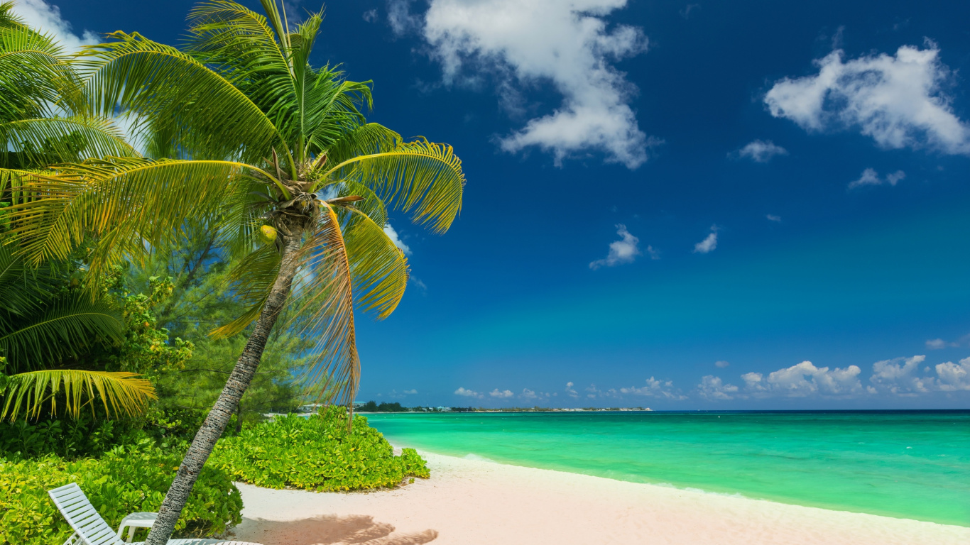 Palm Tree Near Body of Water During Daytime. Wallpaper in 1366x768 Resolution