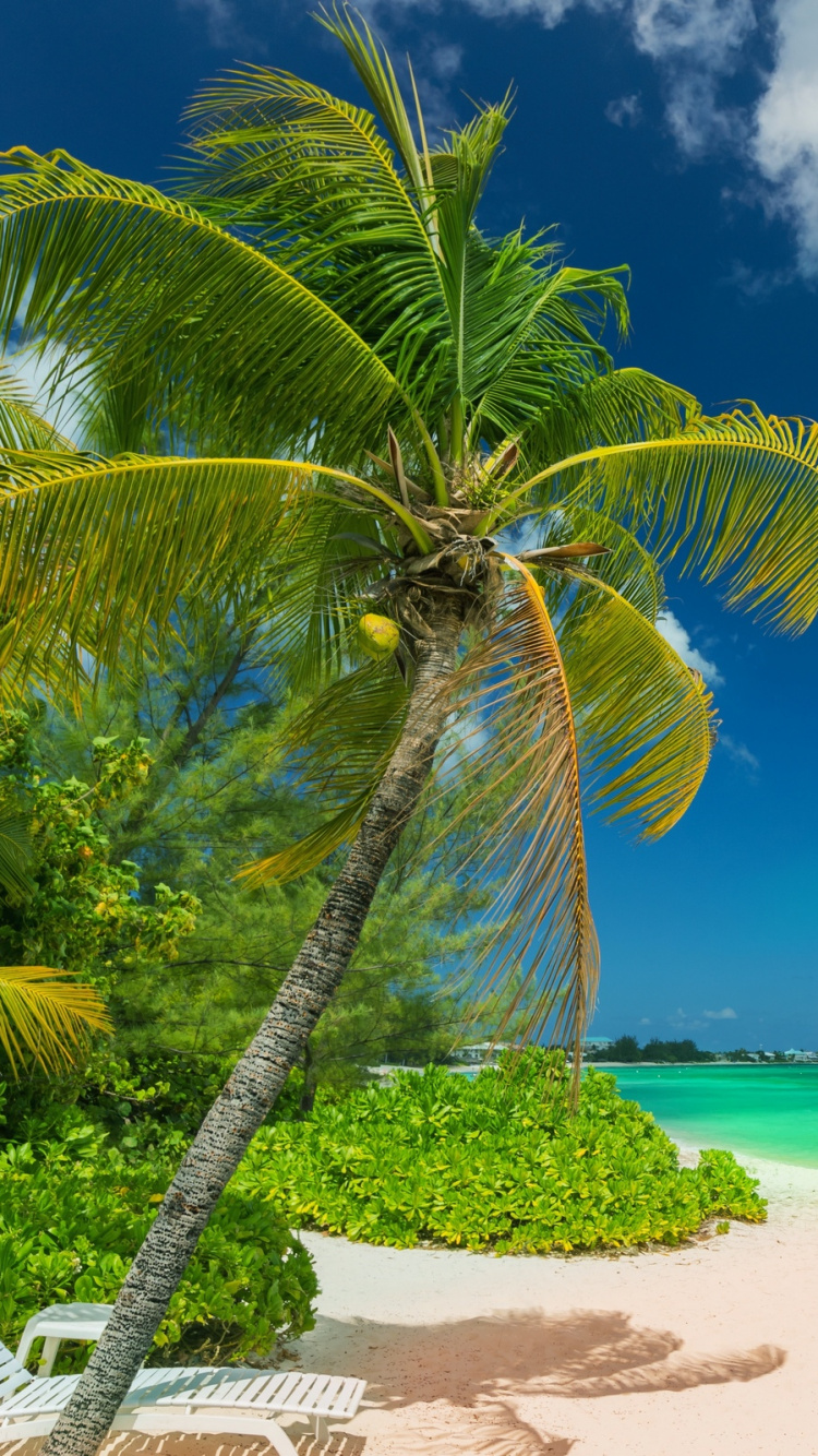 Palm Tree Near Body of Water During Daytime. Wallpaper in 750x1334 Resolution