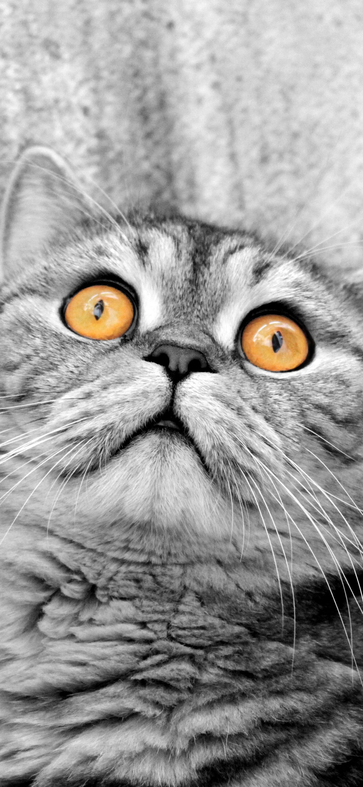 Photo de Chat en Niveaux de Gris. Wallpaper in 1242x2688 Resolution