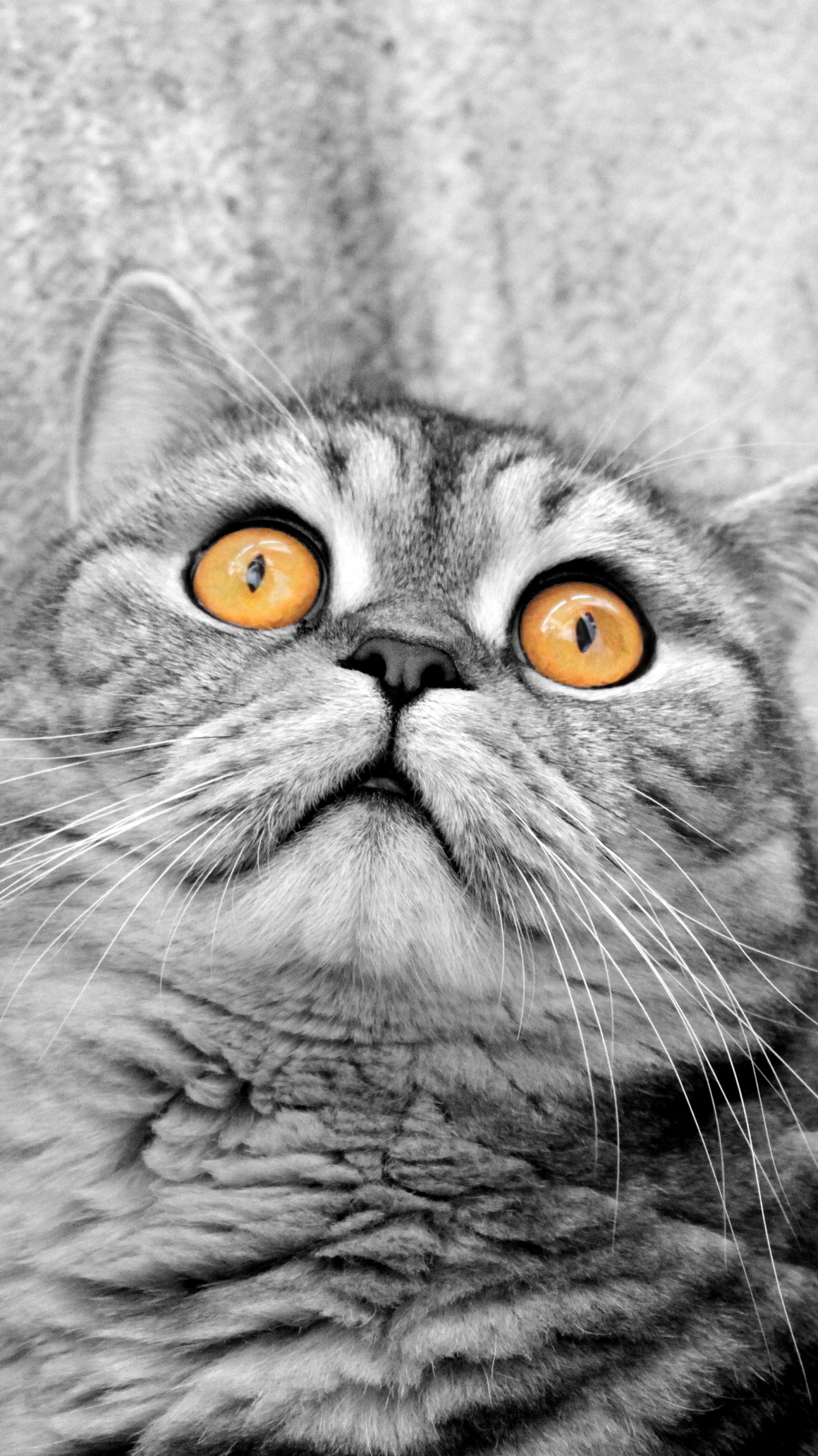 Photo de Chat en Niveaux de Gris. Wallpaper in 1440x2560 Resolution
