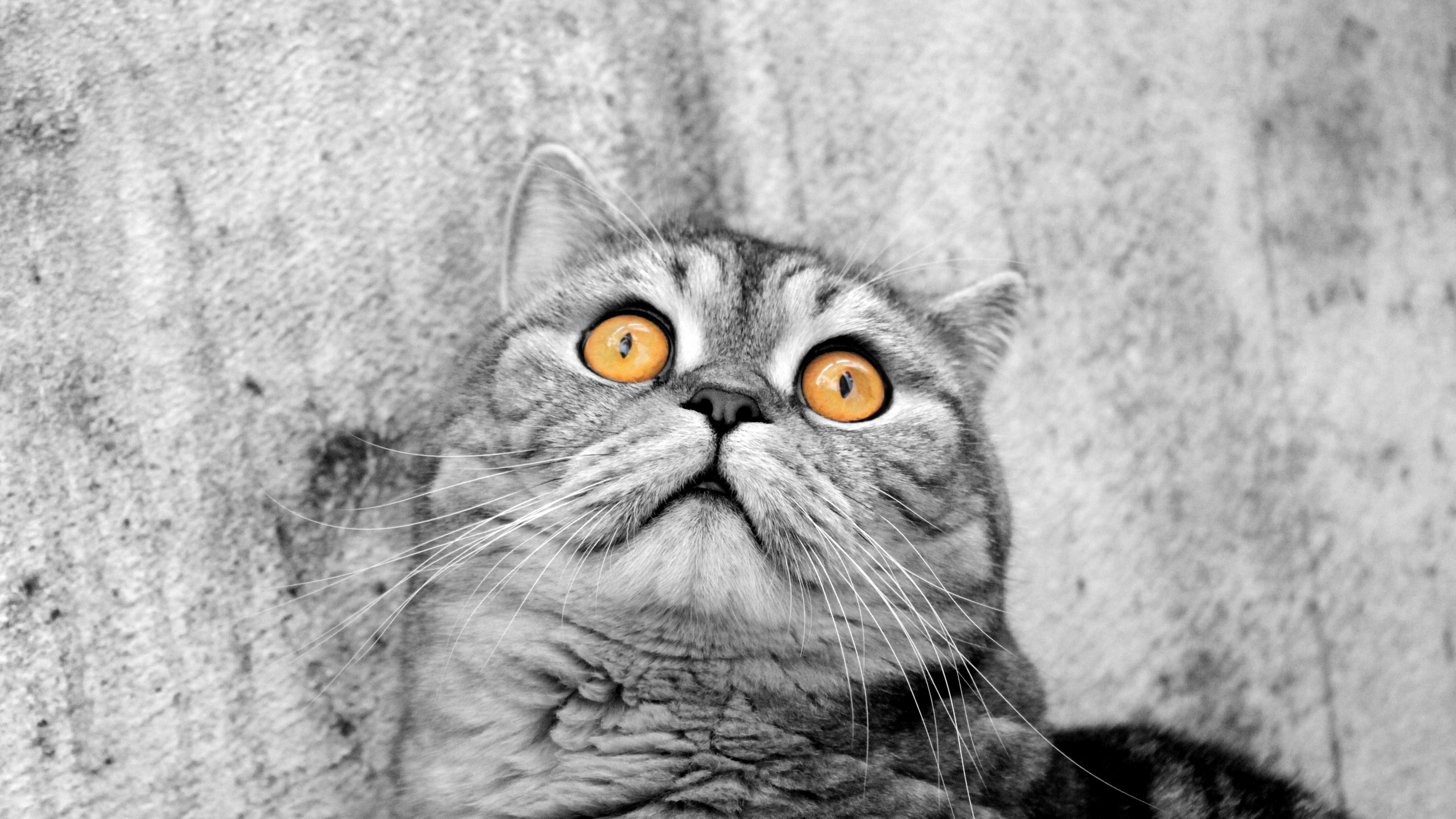 Photo de Chat en Niveaux de Gris. Wallpaper in 3840x2160 Resolution