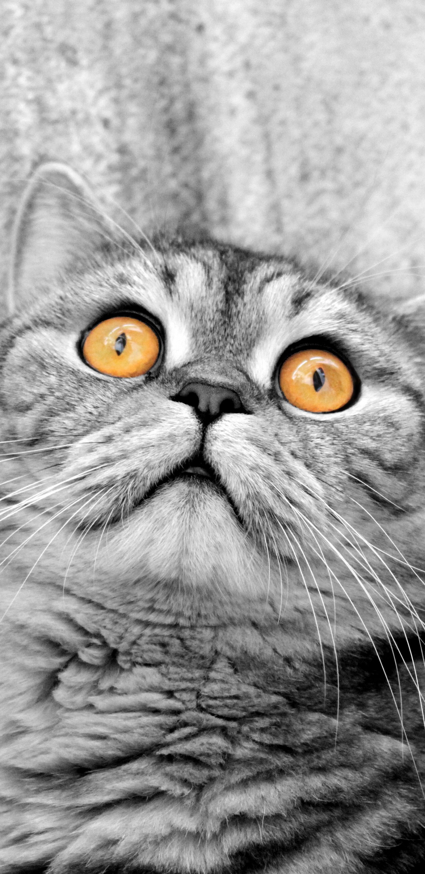 Graustufenfoto Der Katze. Wallpaper in 1440x2960 Resolution