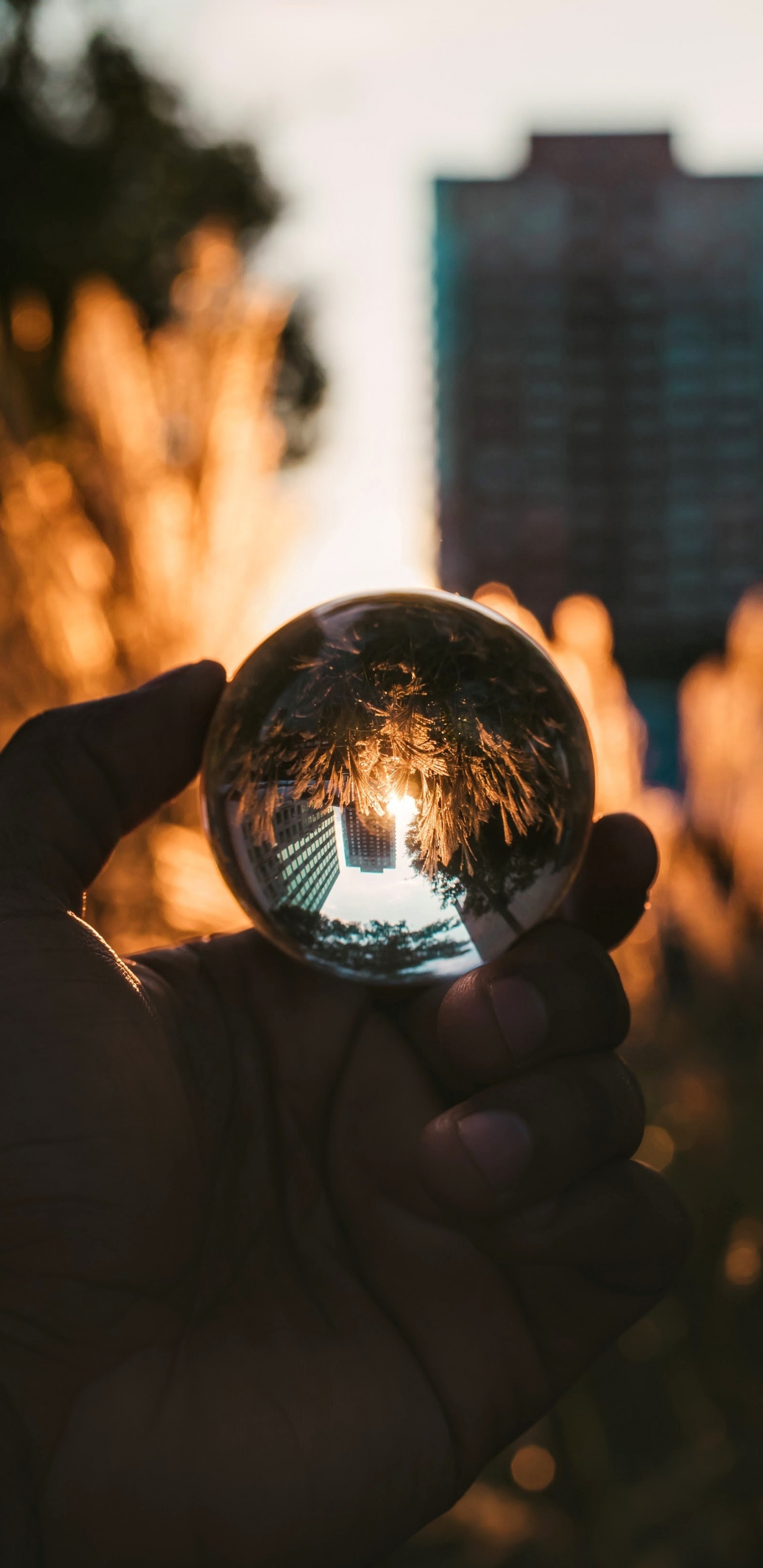 Personne Tenant Une Boule de Verre Transparent. Wallpaper in 1440x2960 Resolution