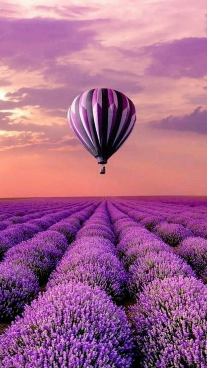 Purple, Violet, Color, Hot Air Balloon, Lavender. Wallpaper in 720x1280 Resolution