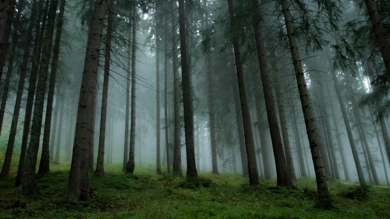 Bare Trees on Green Grass Field During Daytime. Wallpaper in 1366x768 Resolution